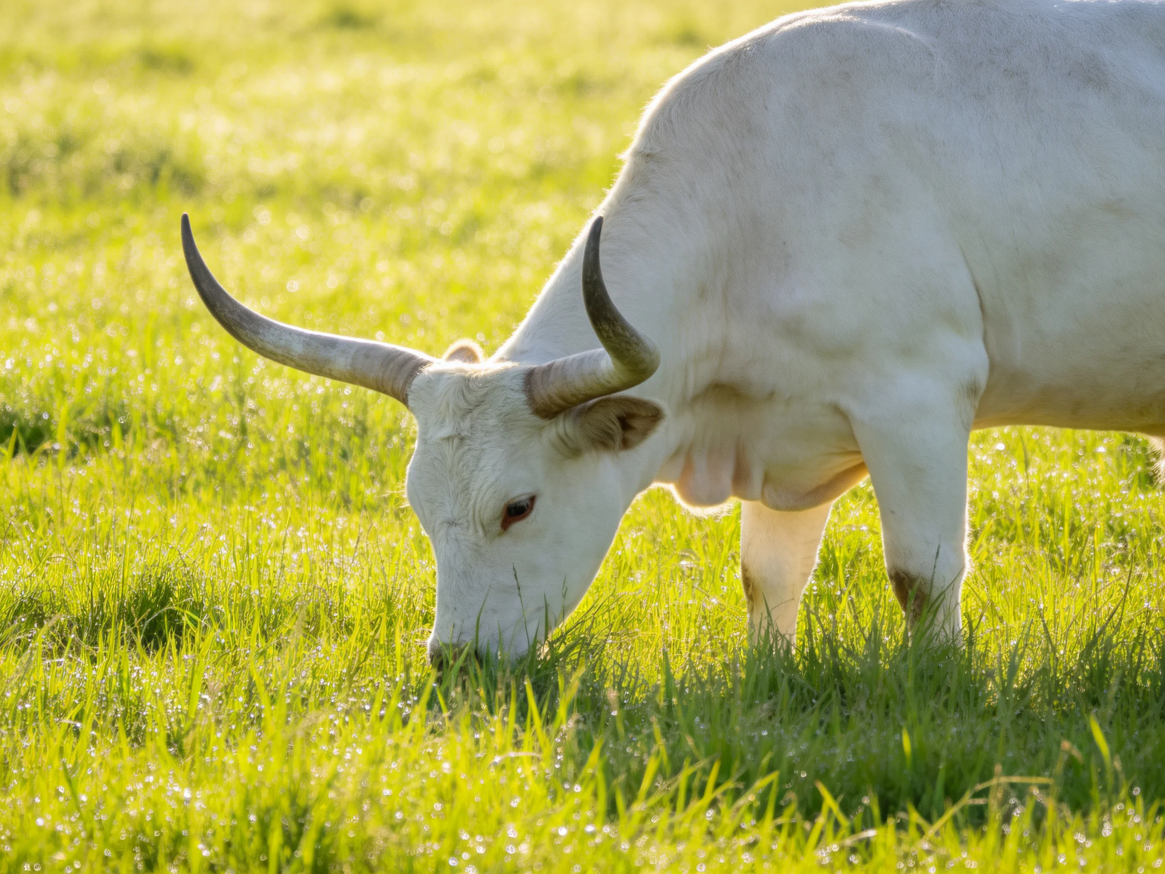 A white horned cow grazing in a sun-drenched green meadow