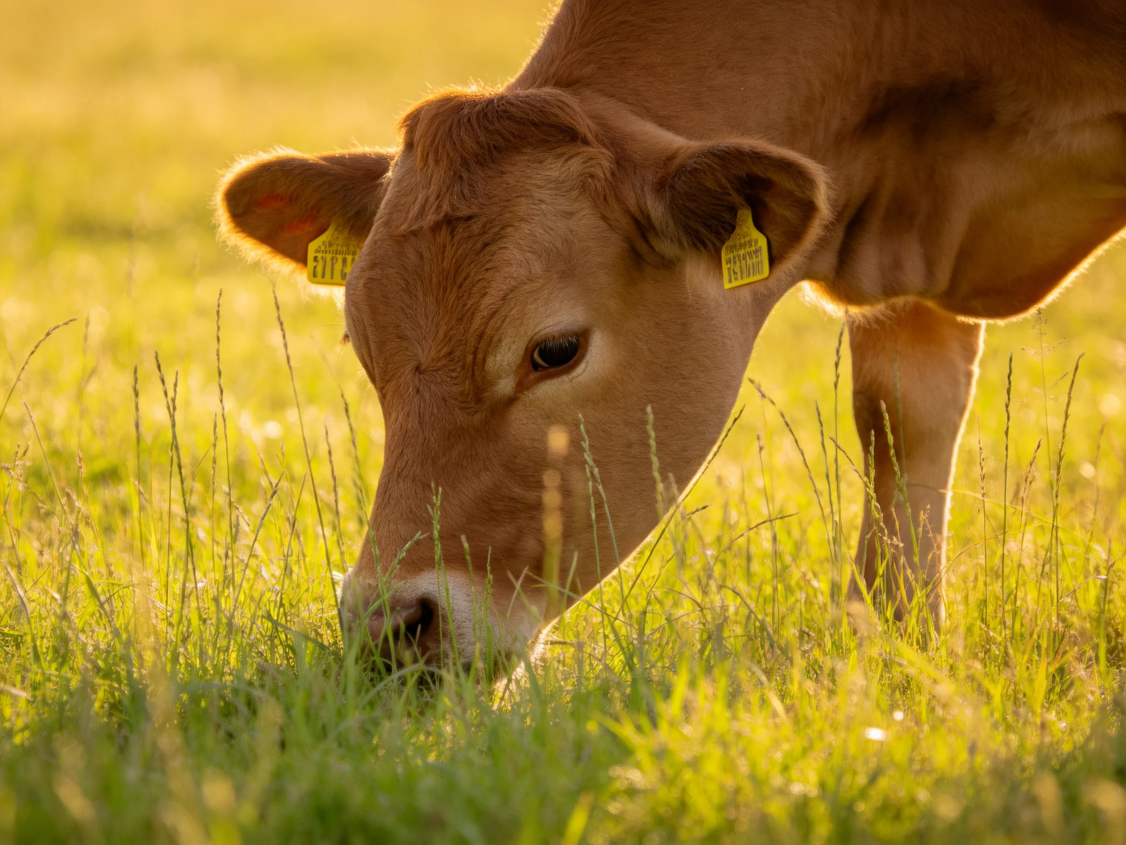 A young brown calf grazing in a sunlit green pasture