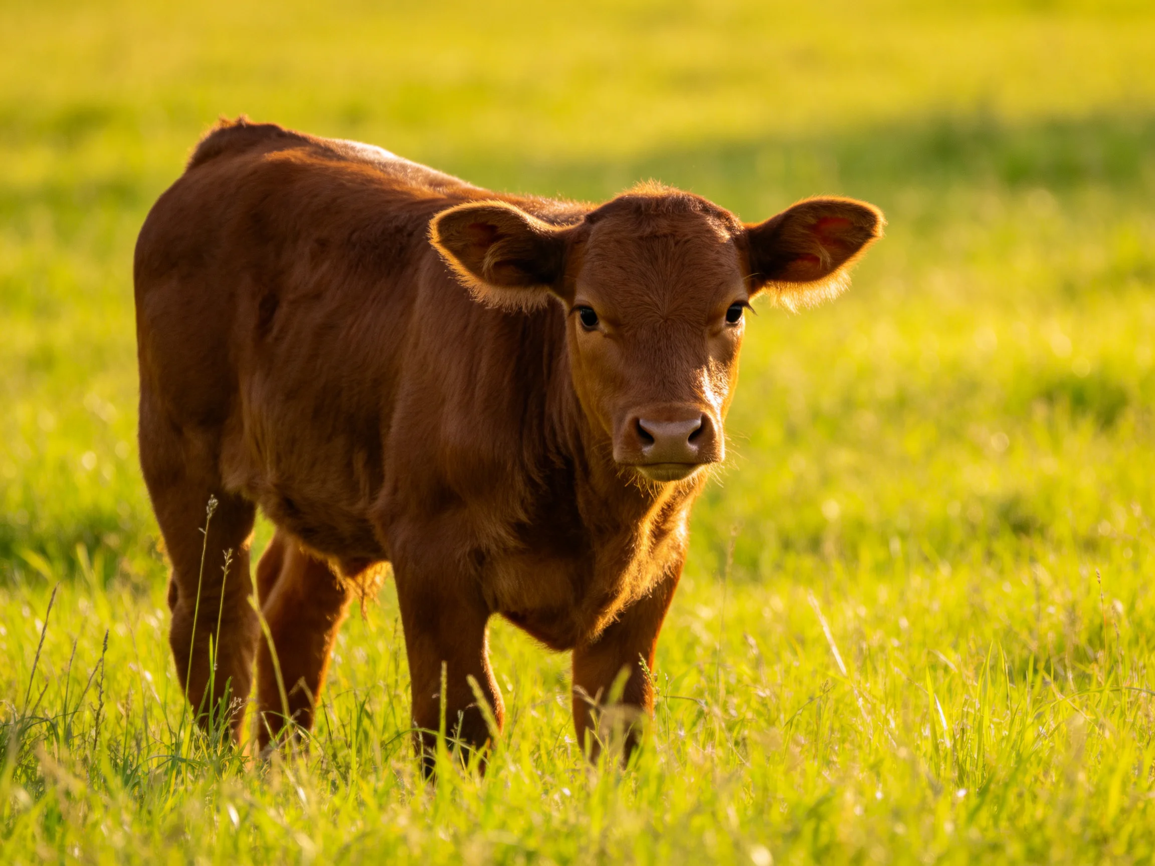 A young brown calf in a sunlit green meadow