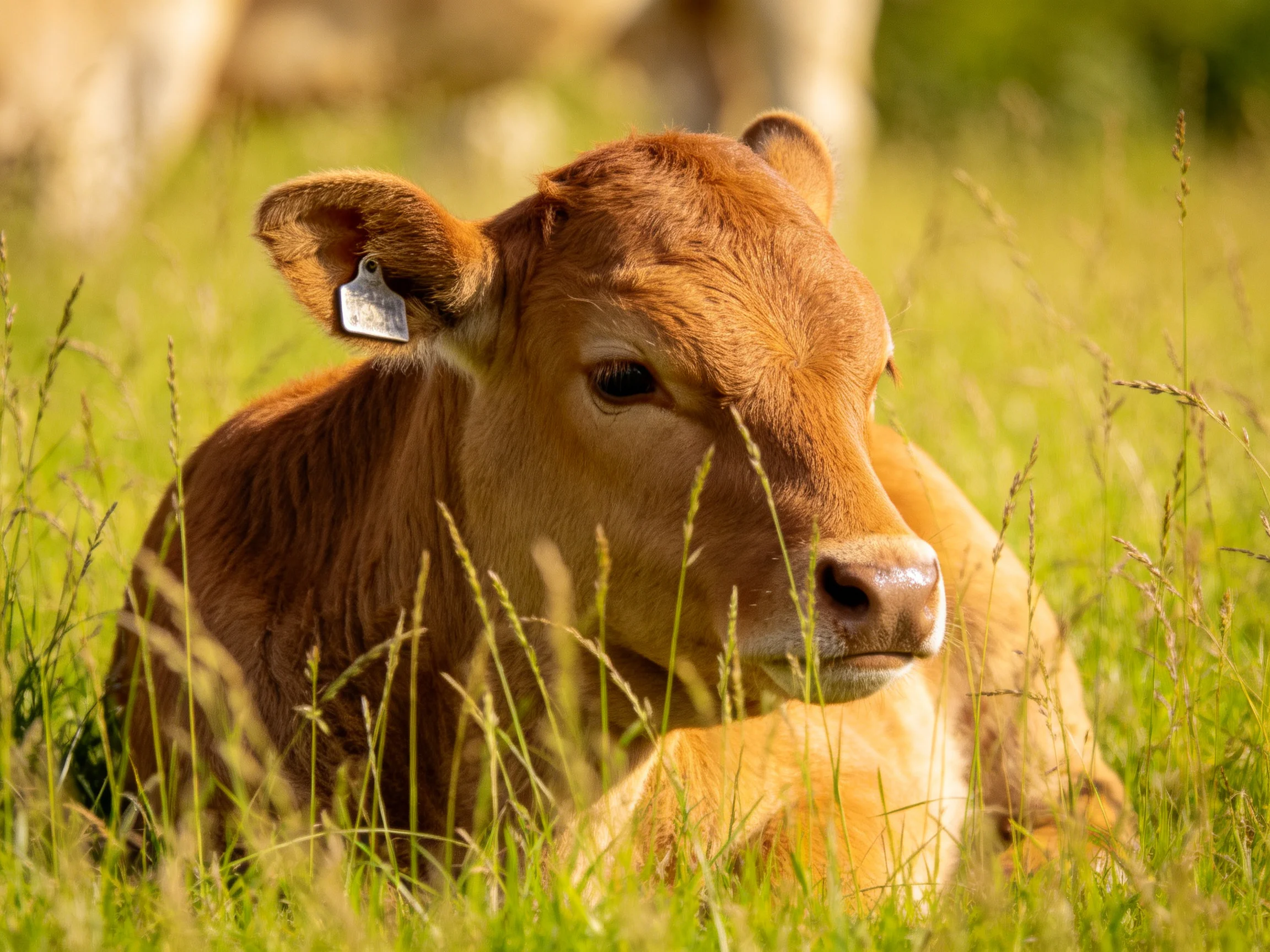 A young brown calf rests in lush green meadow grass