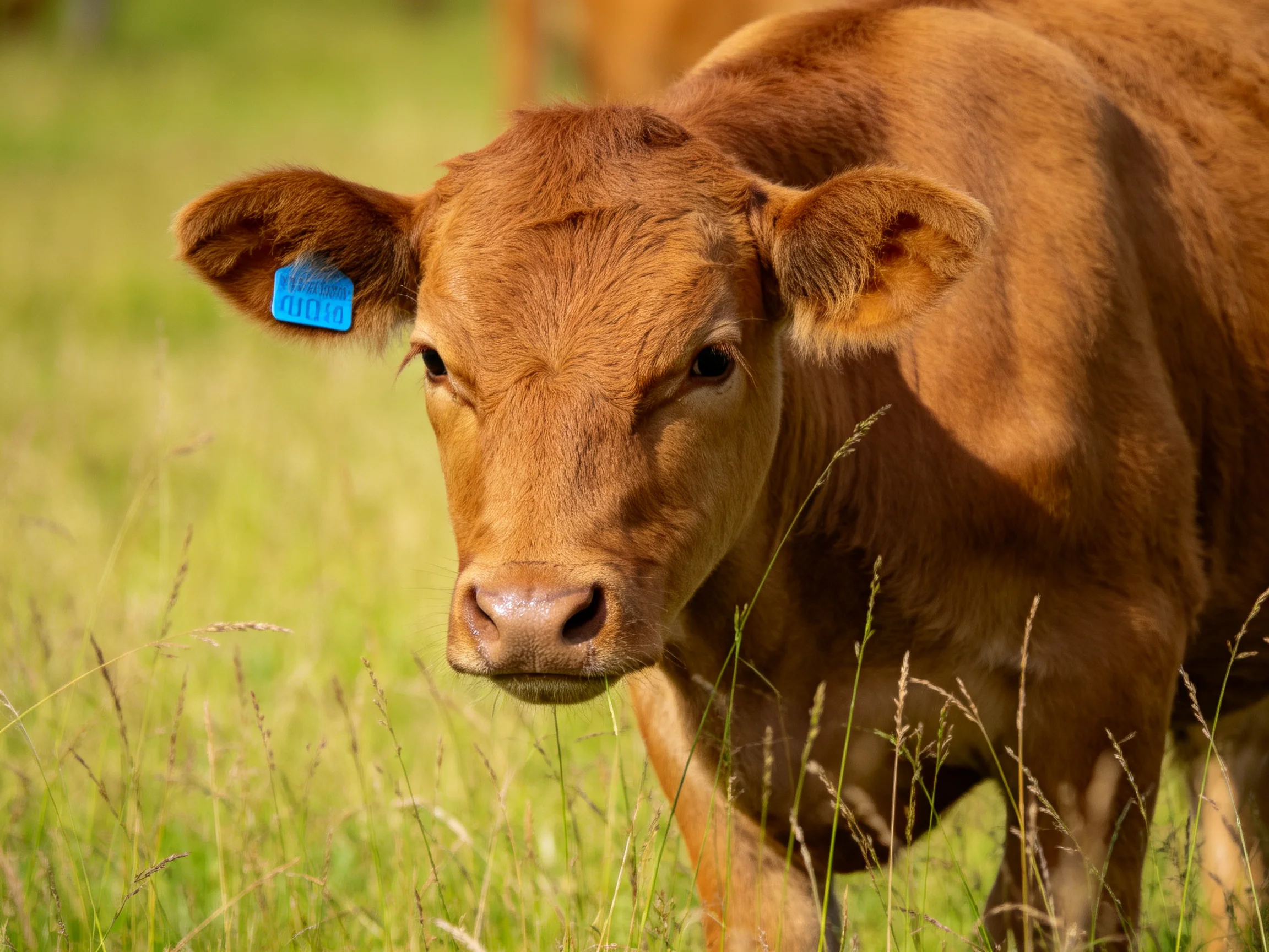 A young brown calf with a blue ear tag in a sunlit grassy field