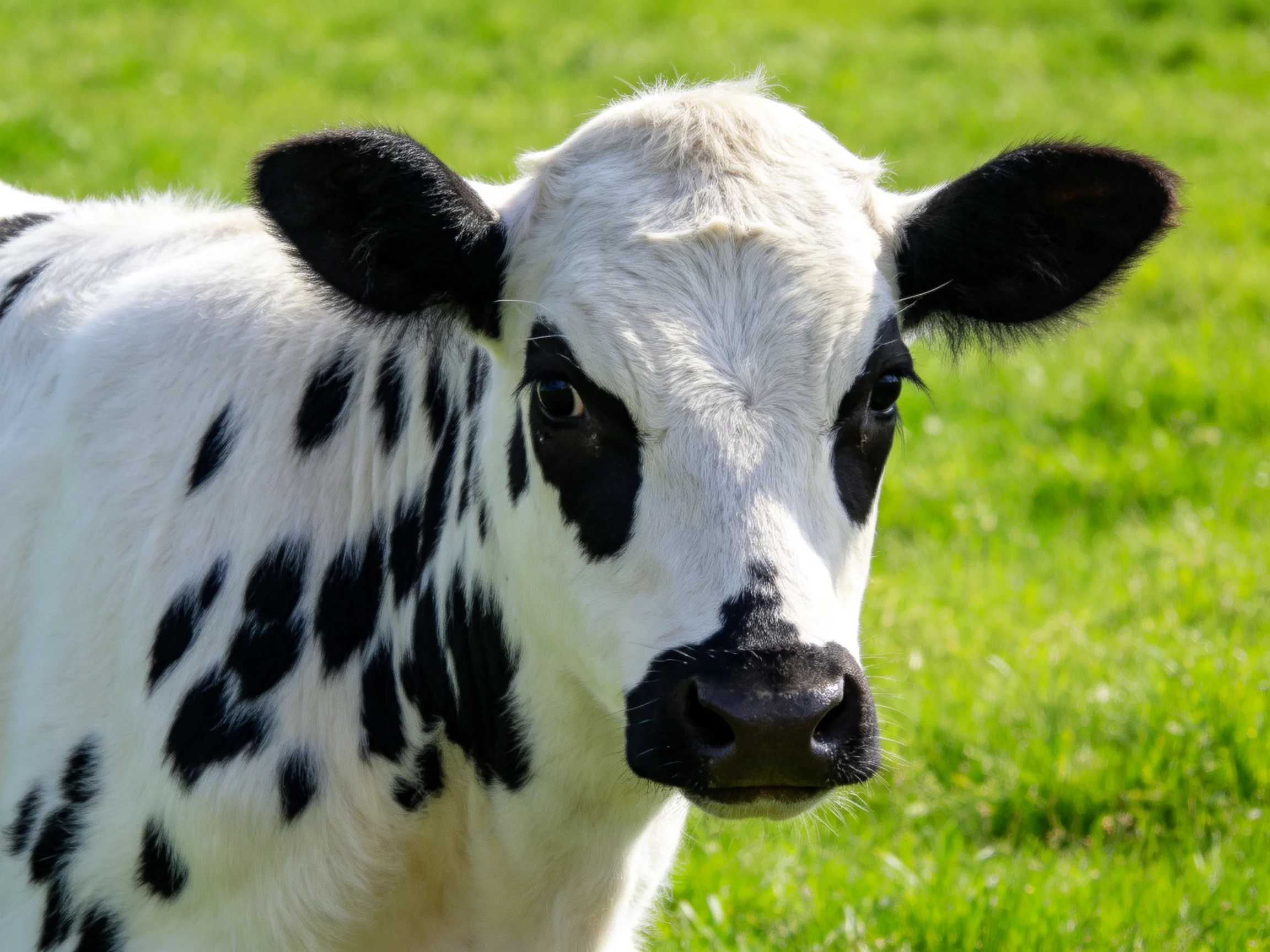 A young spotted calf stands in a lush green meadow