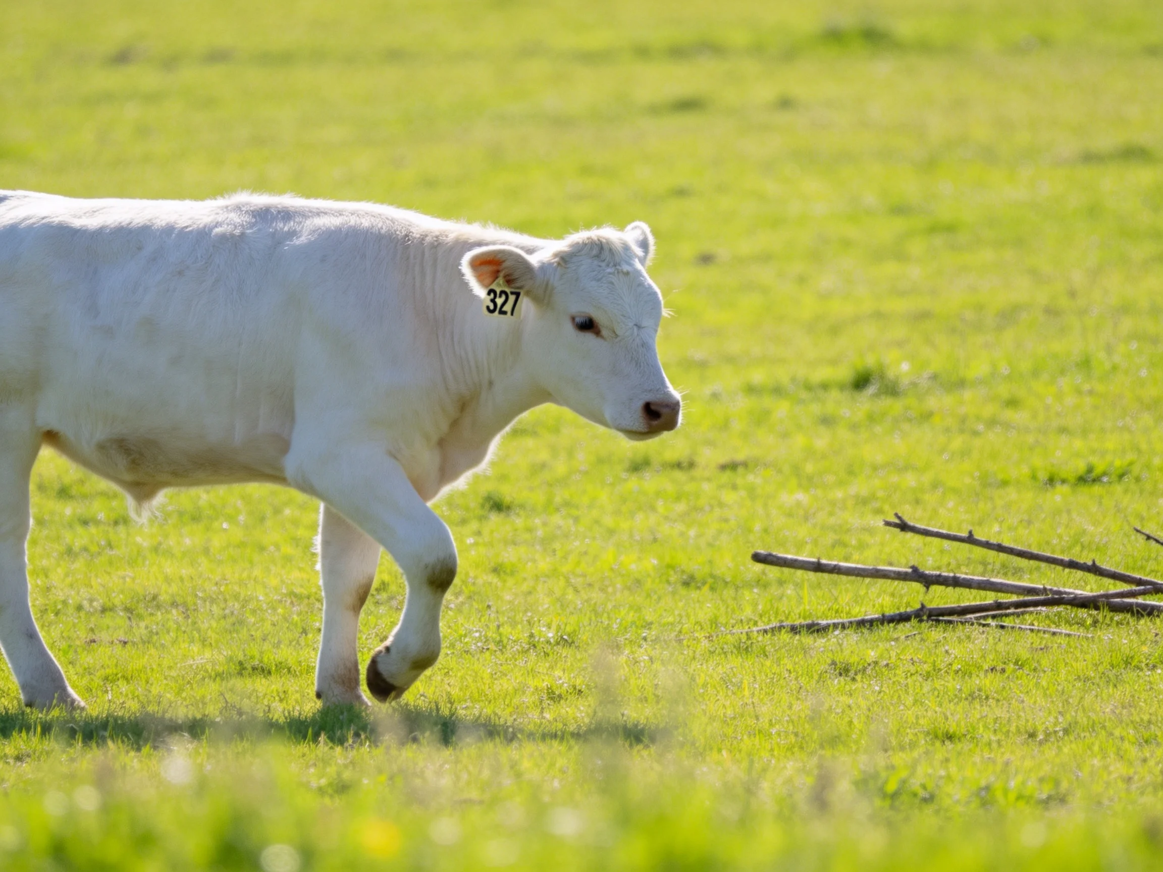 A young white calf explores a lush green pasture near wooden branches