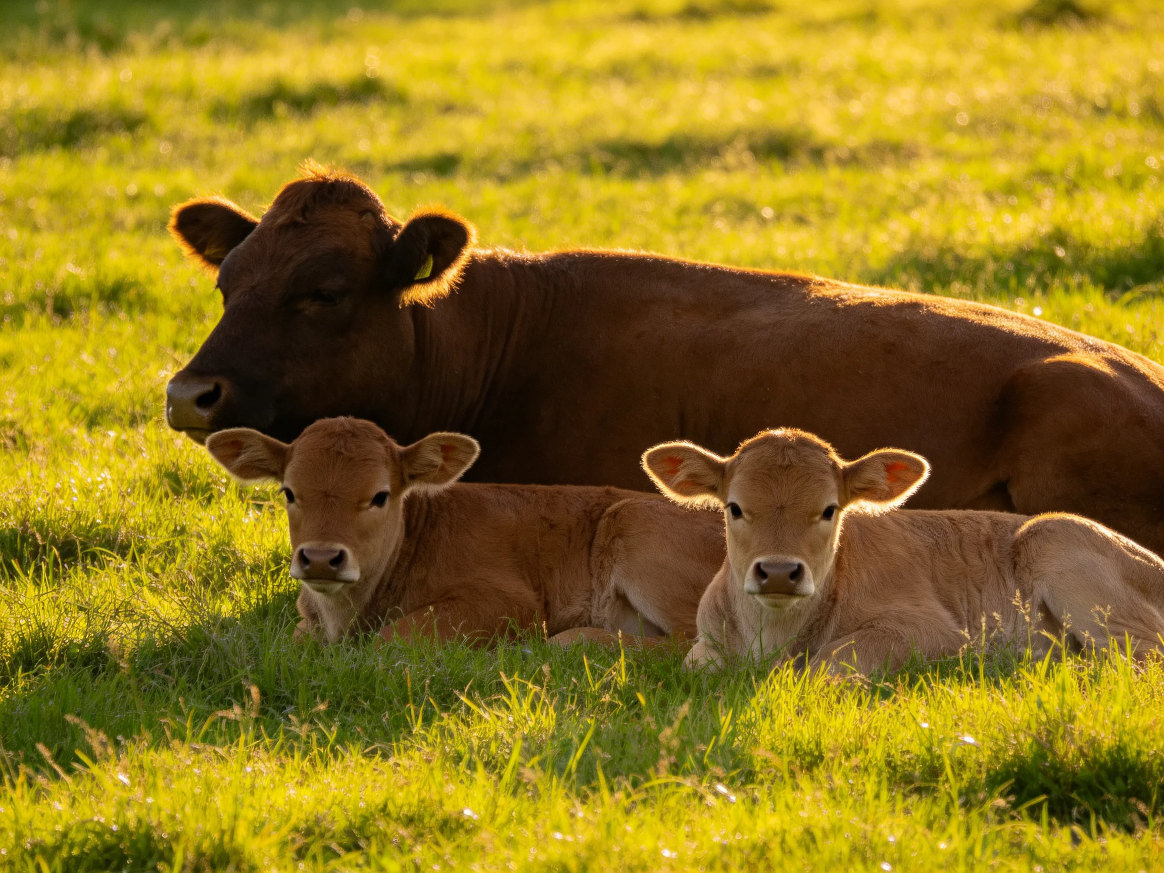 An adult brown cow and two calves relax in a sunlit green pasture