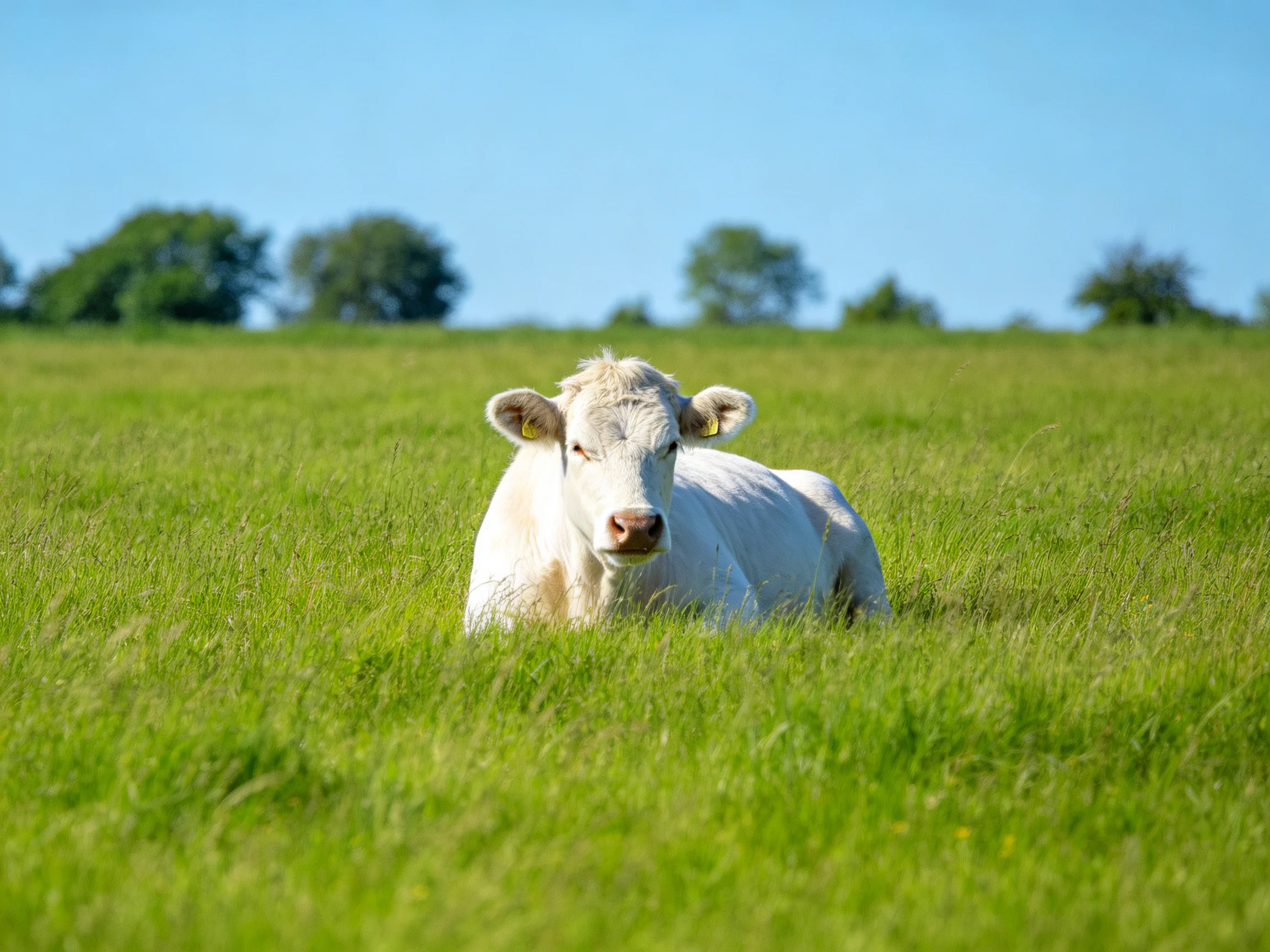 Awhite cow rests in a lush green pasture under bright blue sky