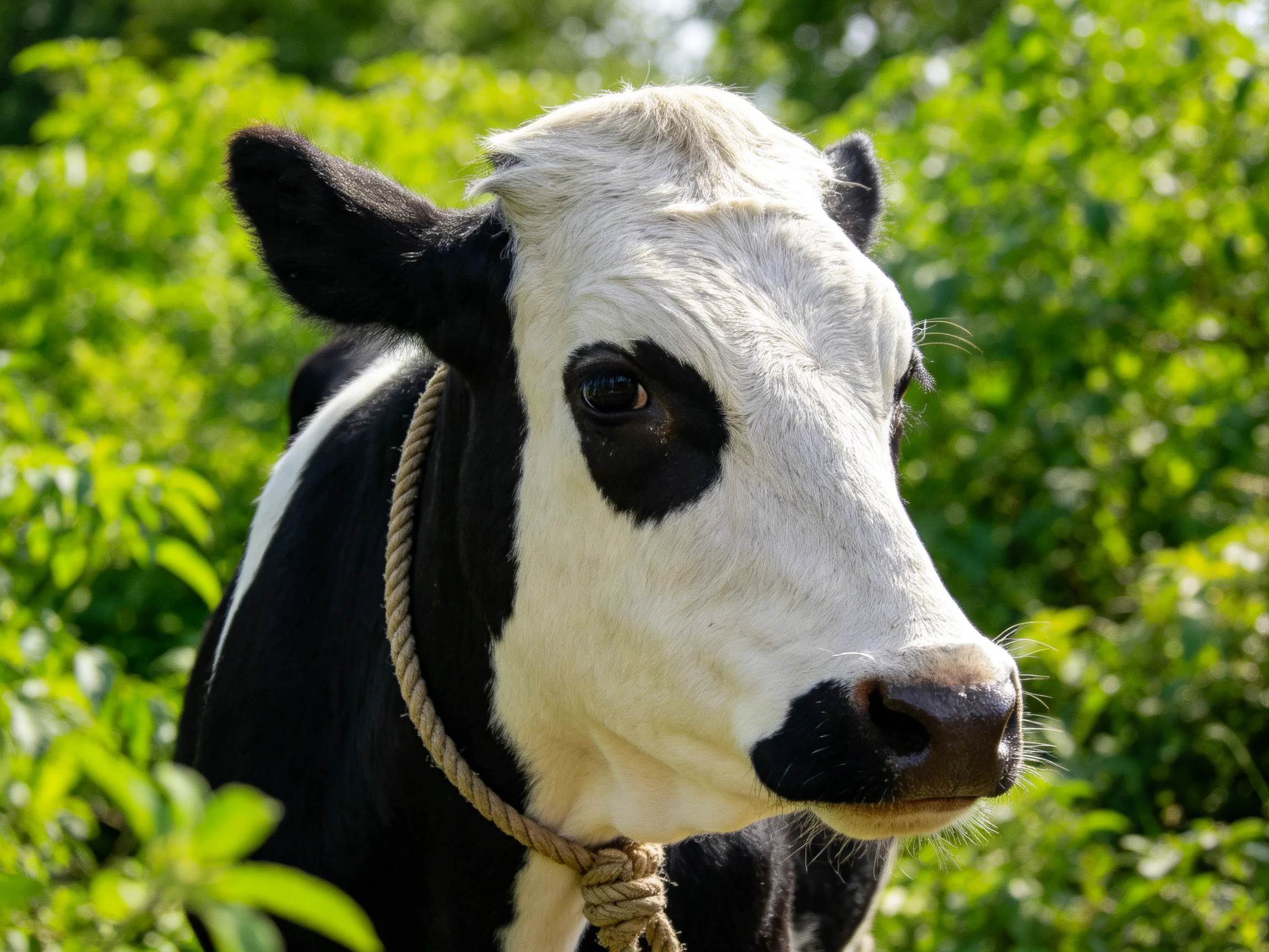 Black and white cow with rope collar in verdant surroundings