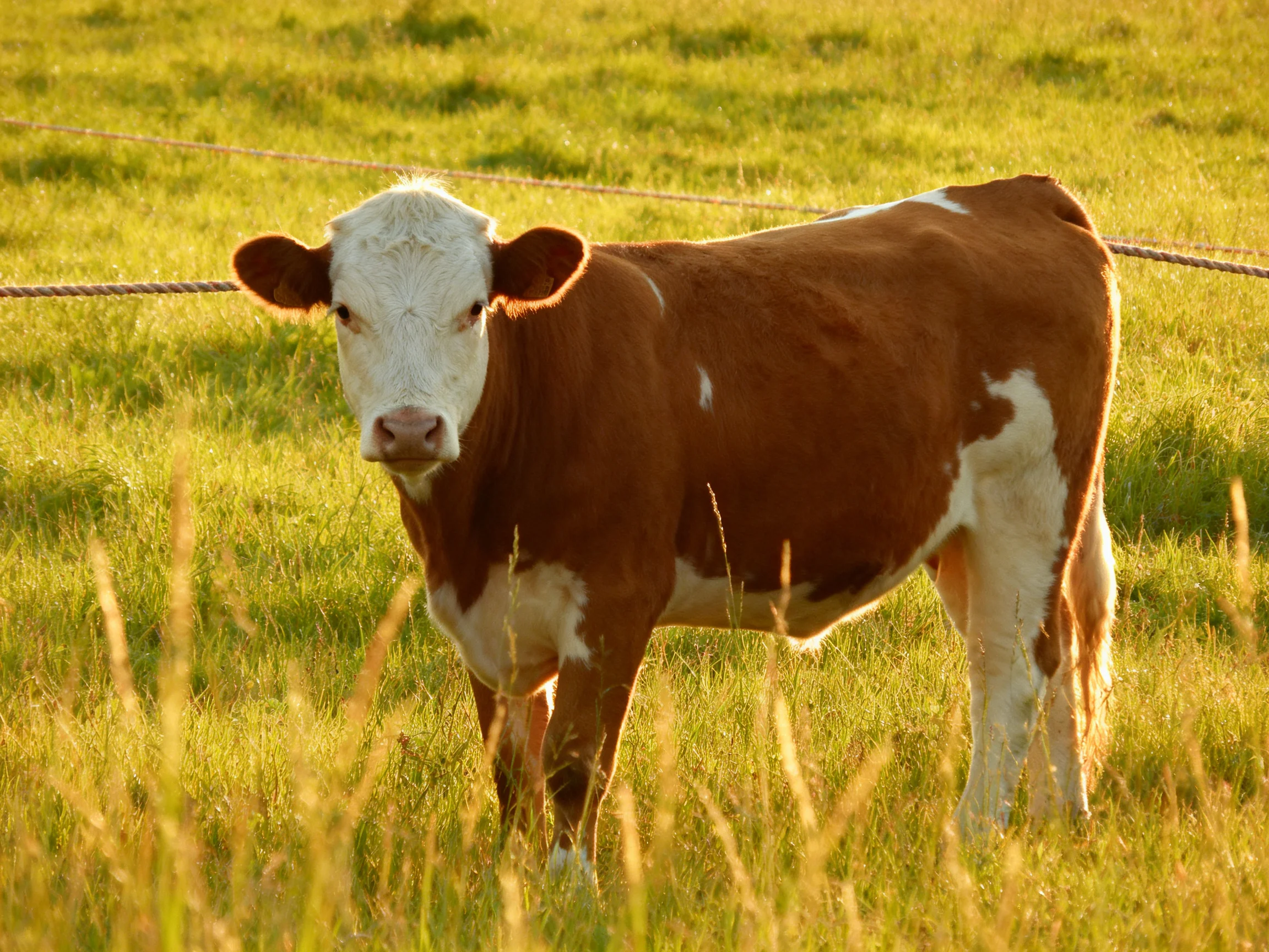 Brown and white cow in sunlit green pasture