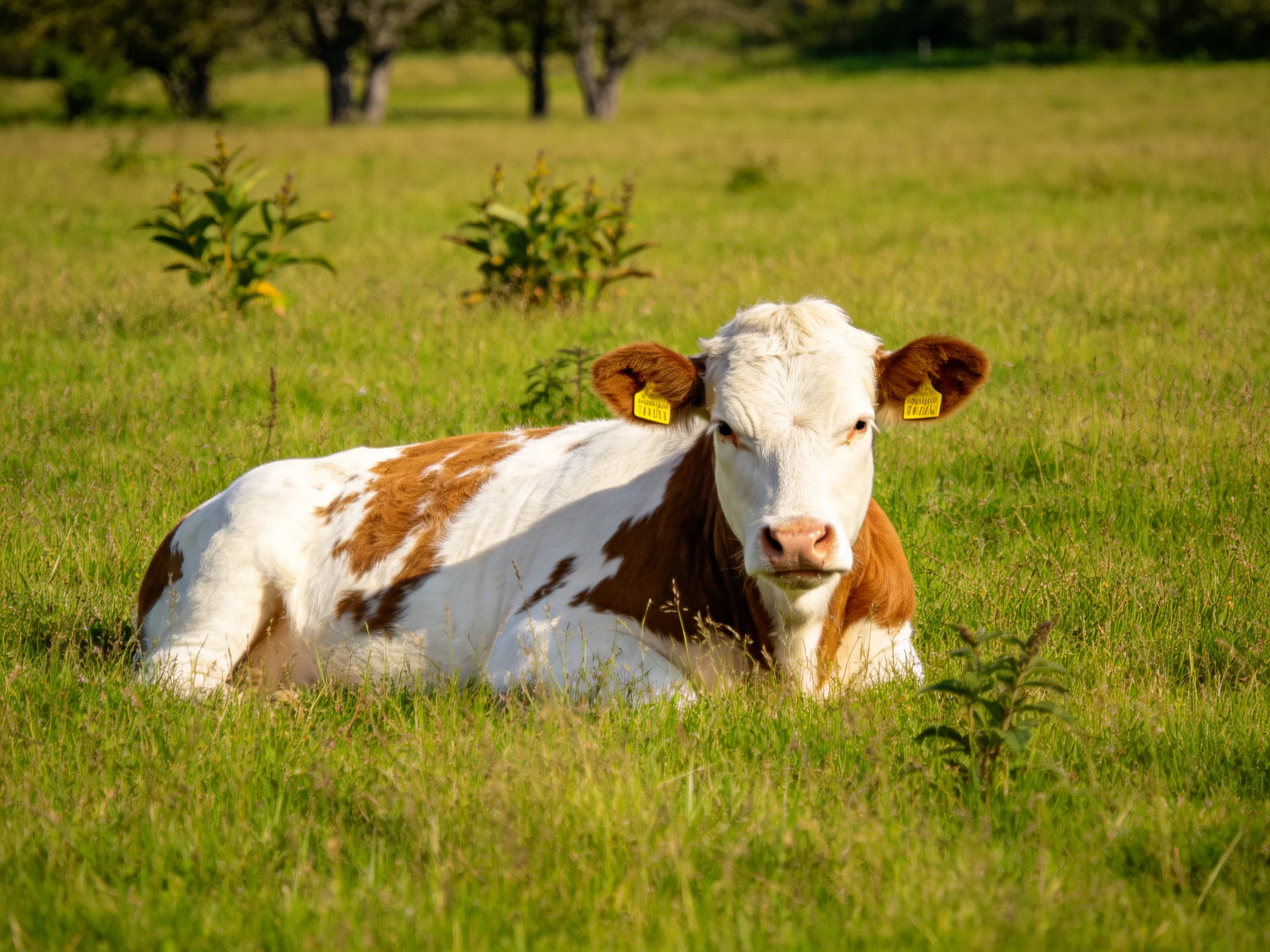 A brown and white cow rests in a sunlit green pasture.