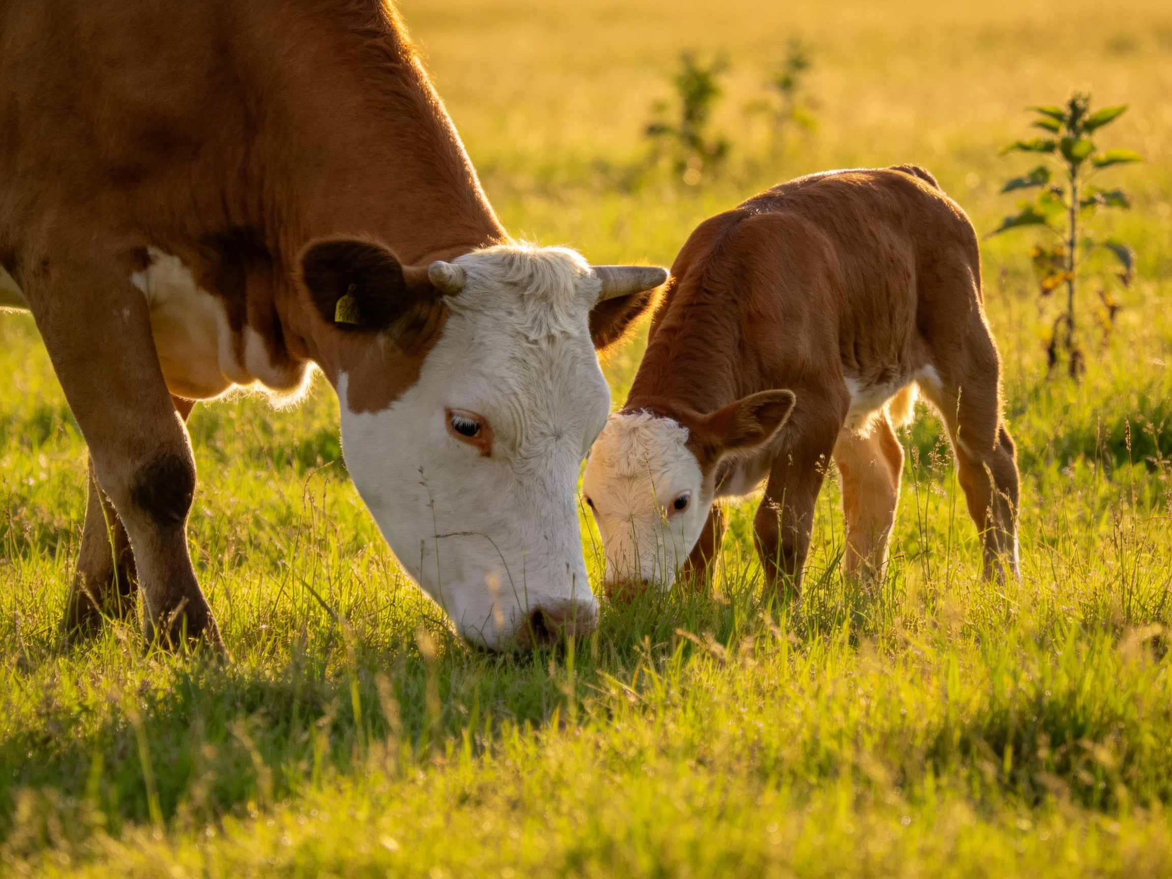 Brown and white mother cow and calf graze in a sunlit green pasture
