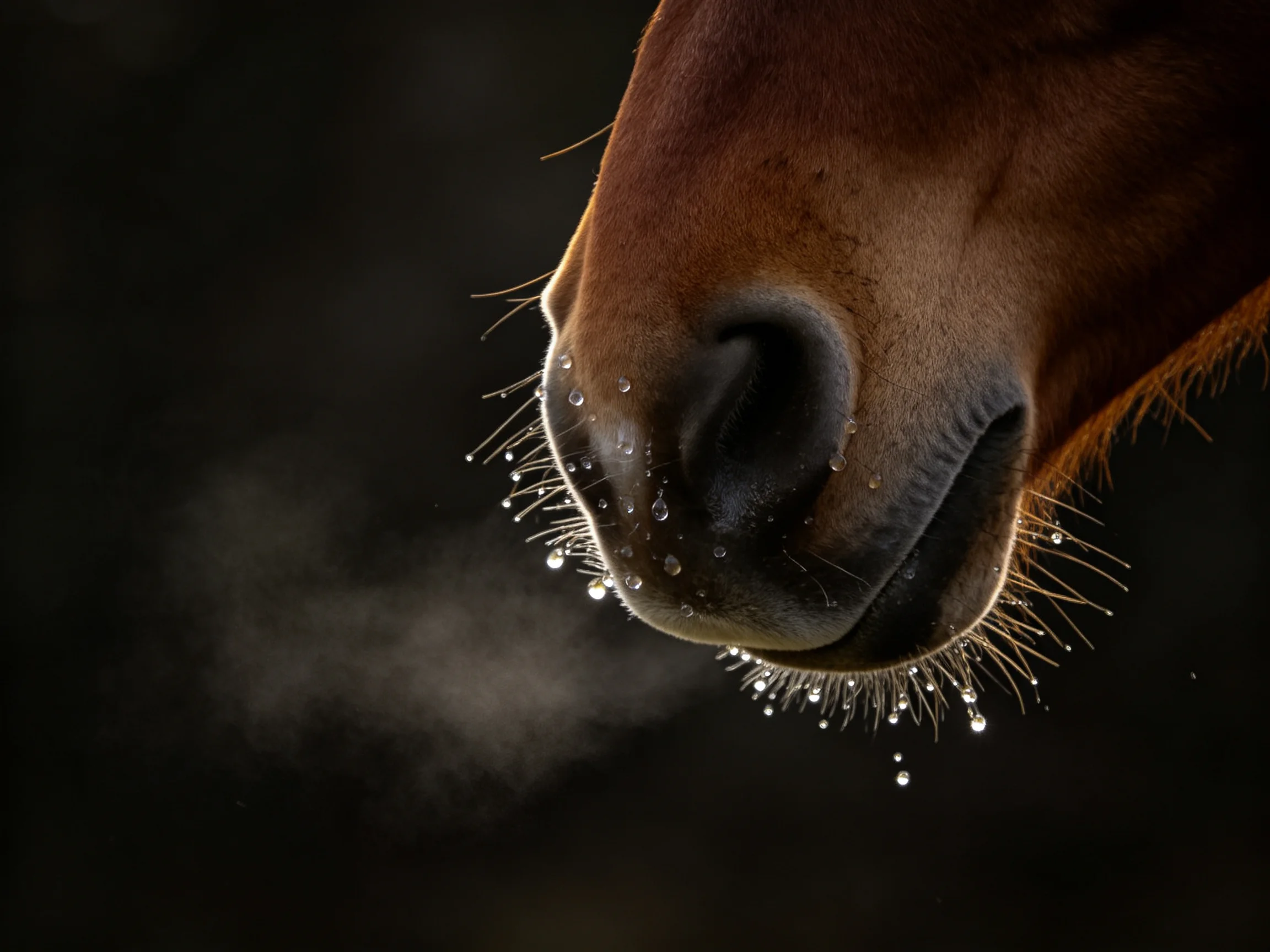 Brown horses nose with glistening droplets and breath mist