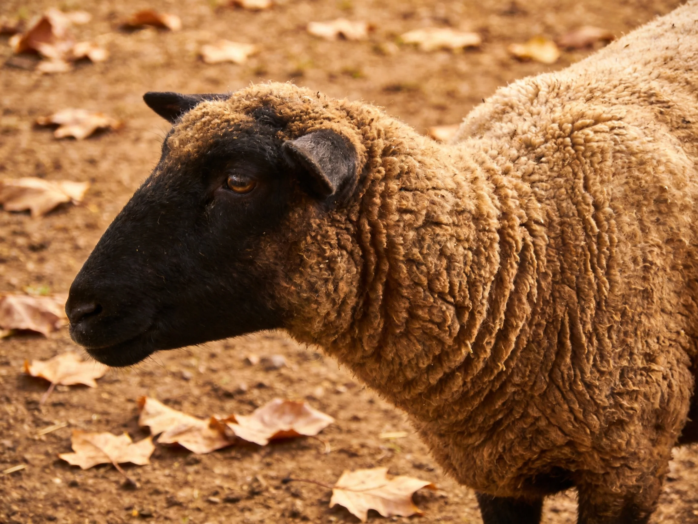 Brown sheep with black face near scattered autumn leaves