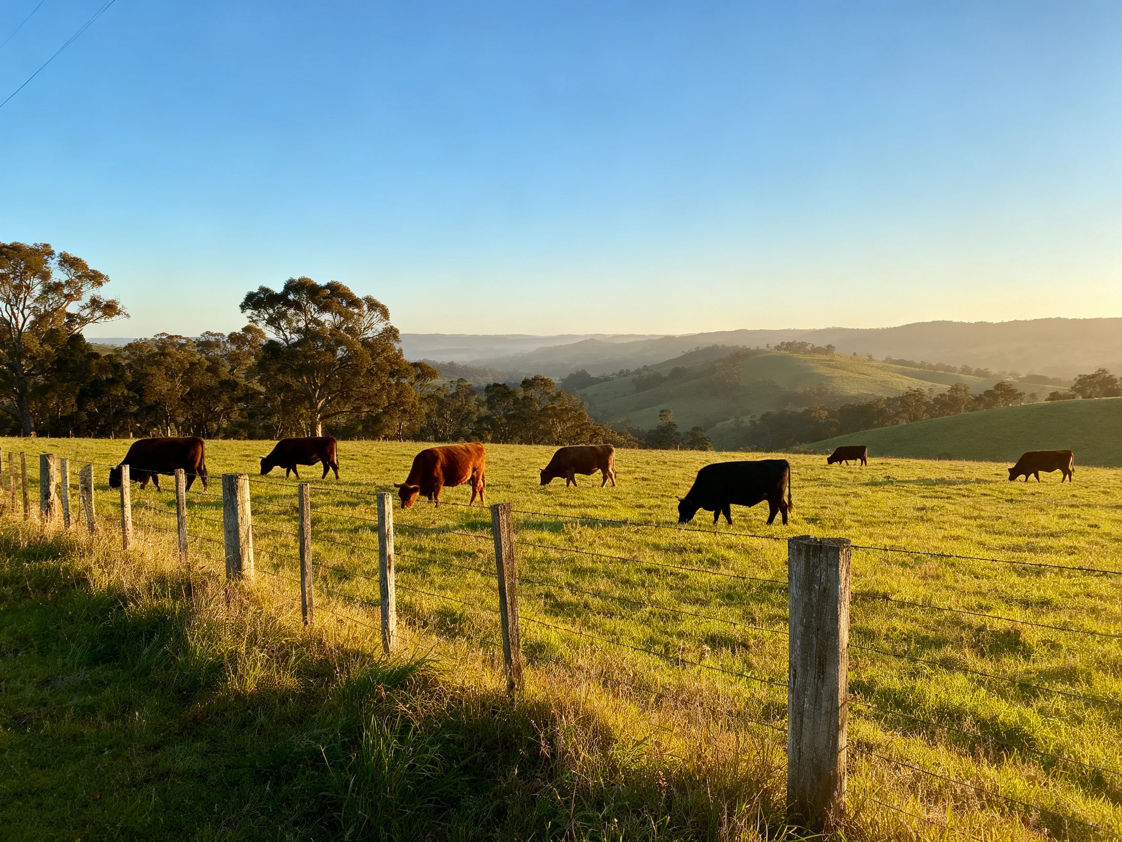C cows graze in a sunlit field near wooden fences and rolling hills