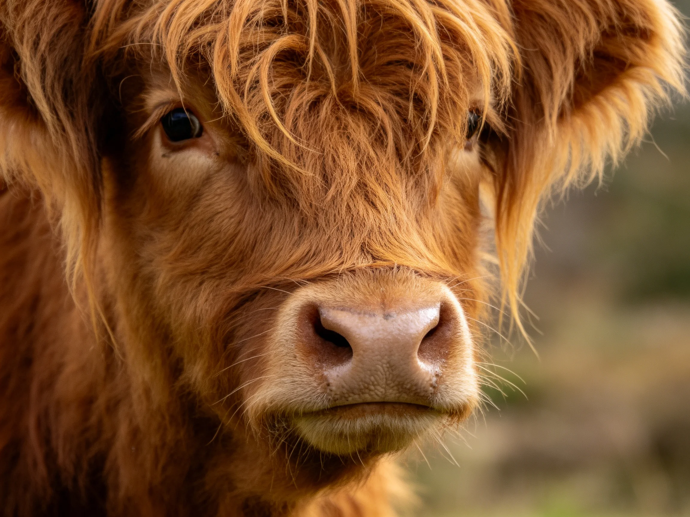 Close - up of a Highland cow with shaggy reddish - brown fur