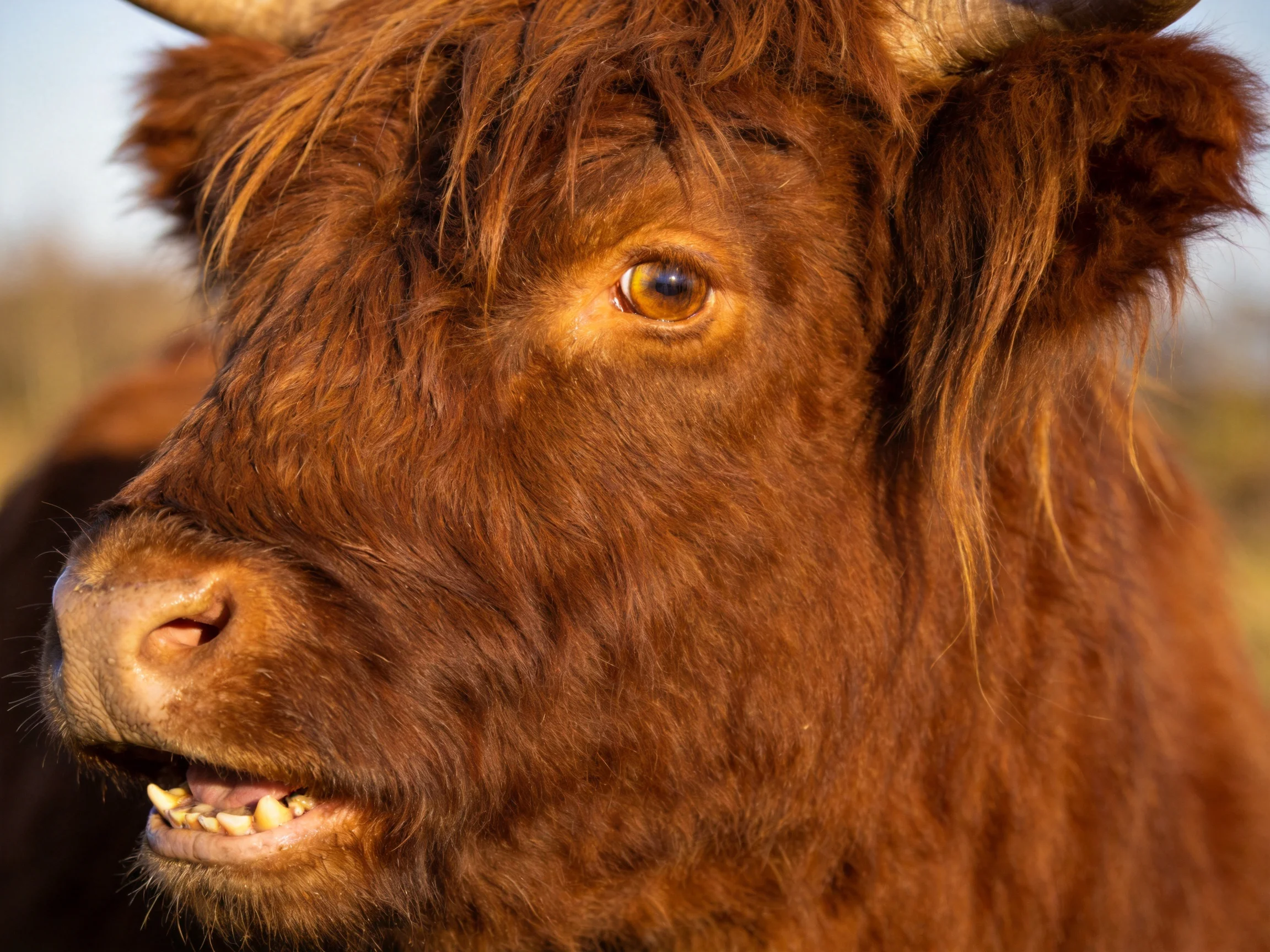 Close - up of a Highland cow with thick reddish - brown shaggy fur