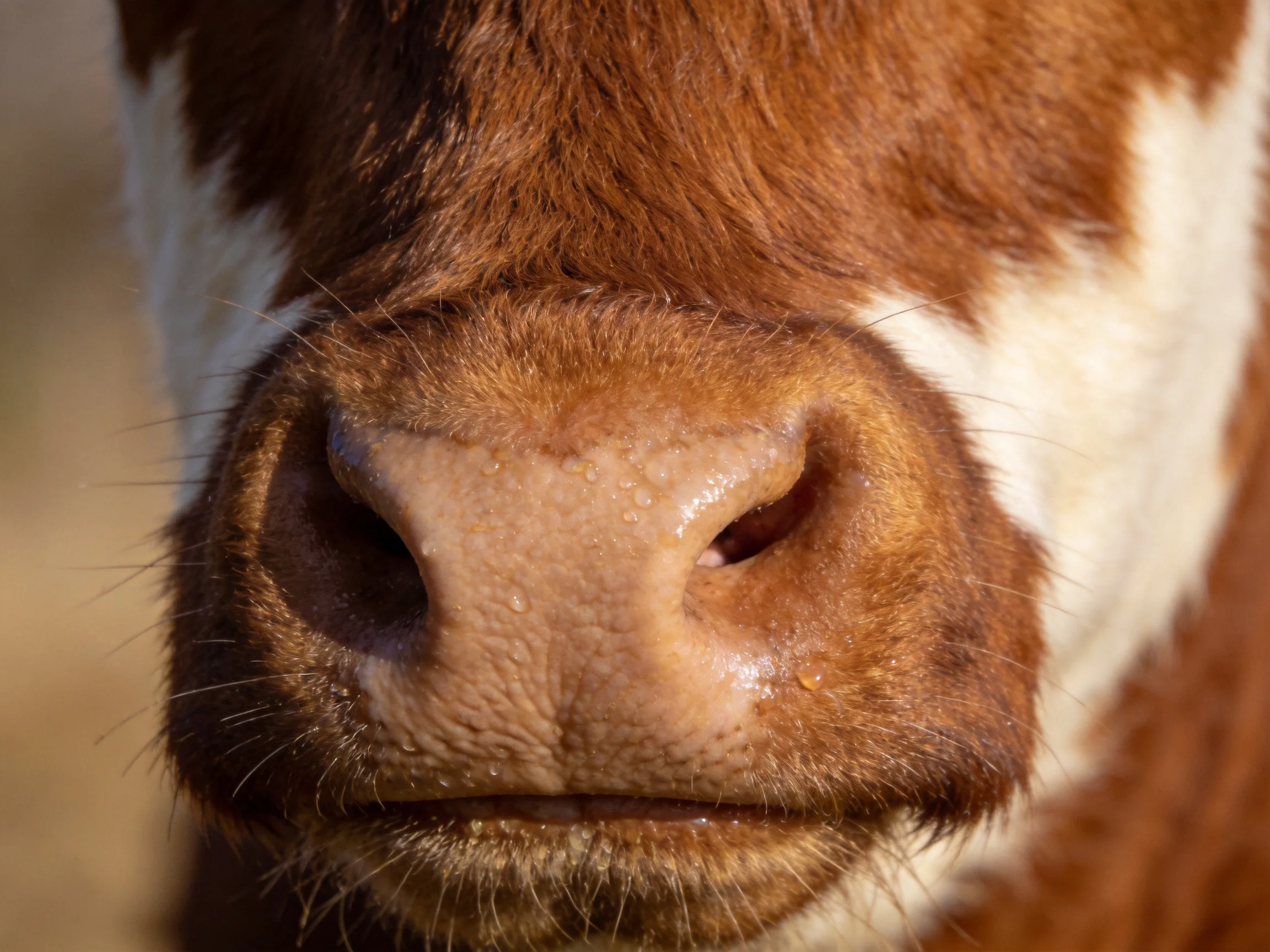Close-up of a brown and white cow’s moist, textured nose