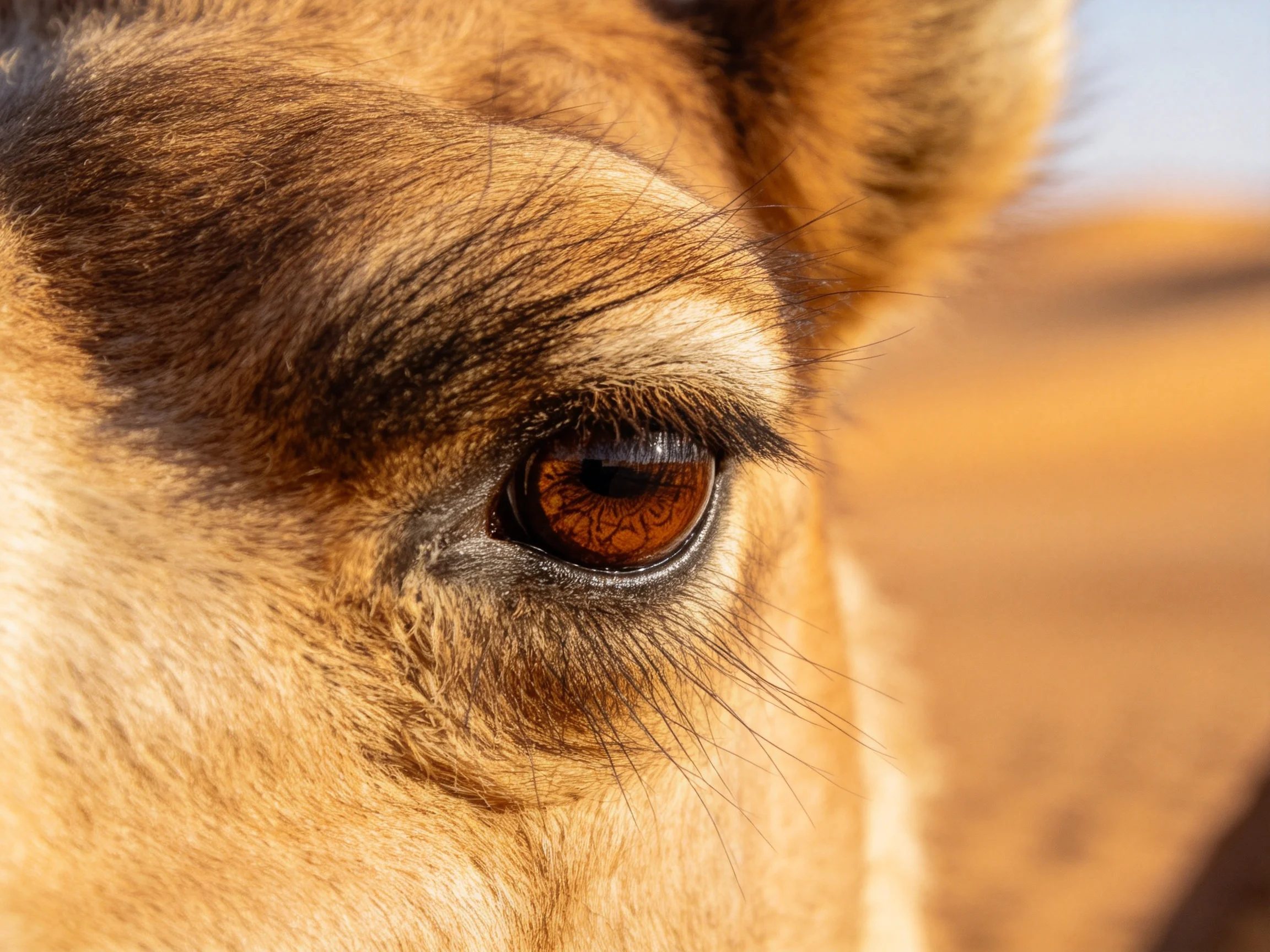 Close - up of a camel’s amber eye with textured brown fur
