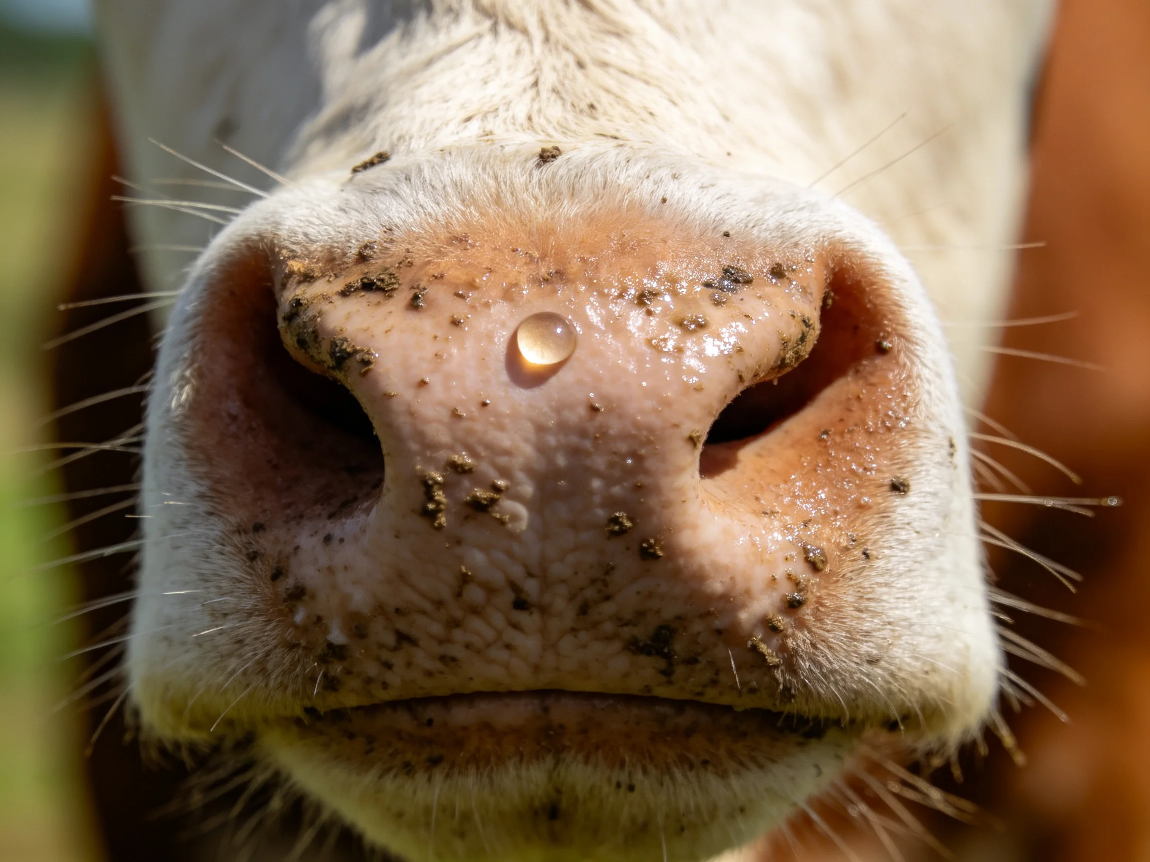 Close - up of a cow’s muddy snout with a glistening water droplet