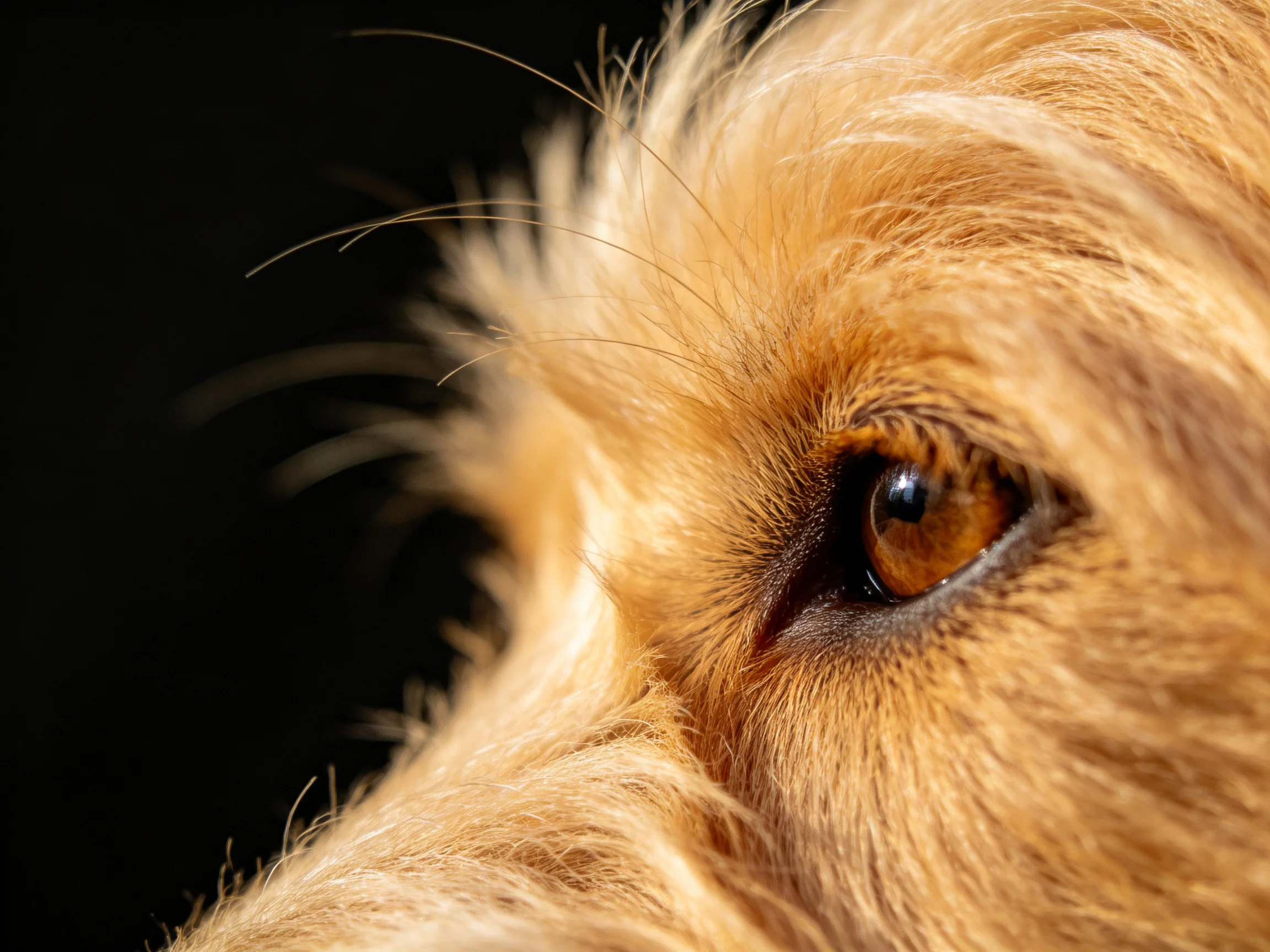 Close-up of a golden retriever’s amber eye with soft fur details