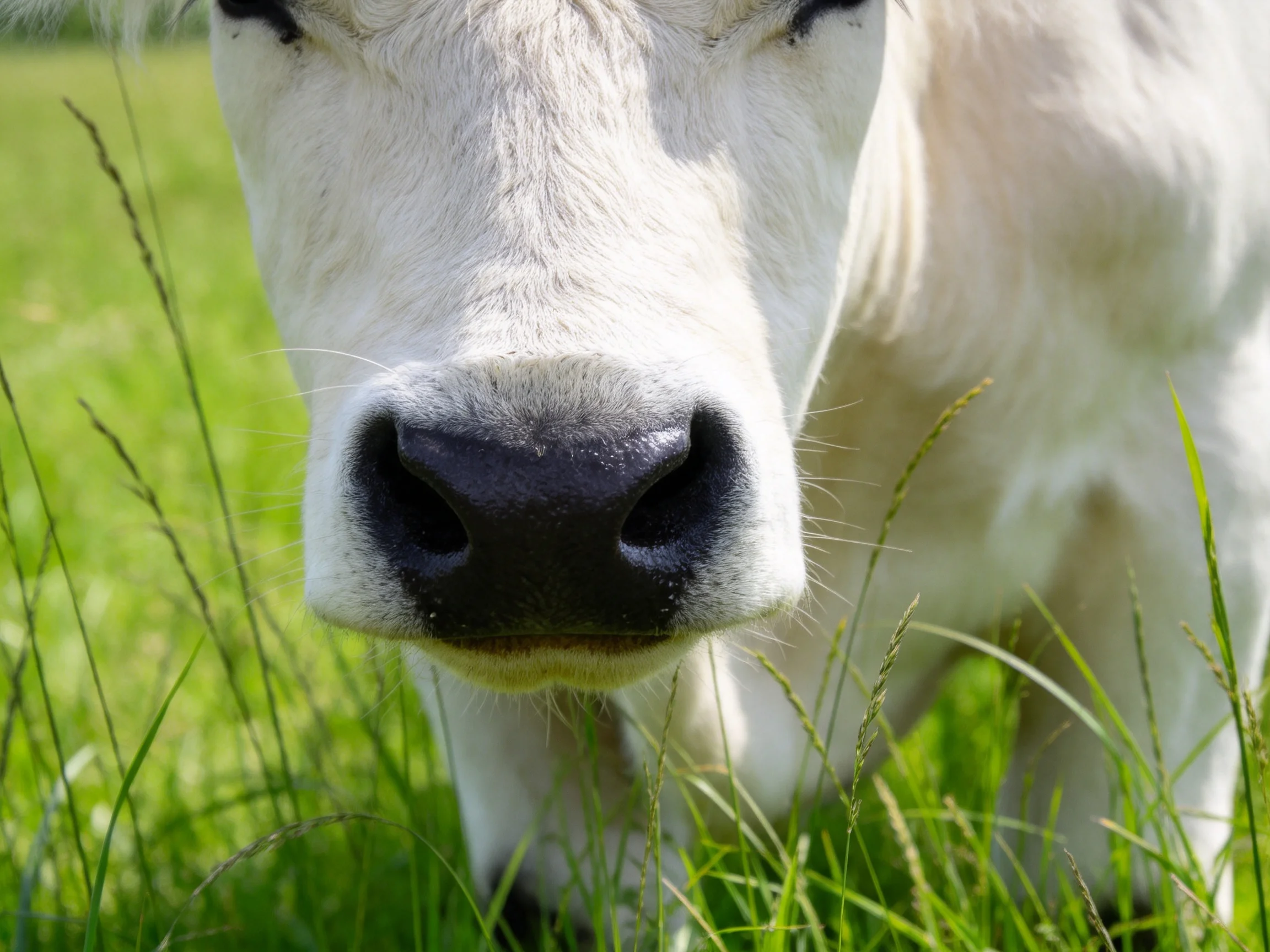 Close - up of a white cow’s face in tall green grass