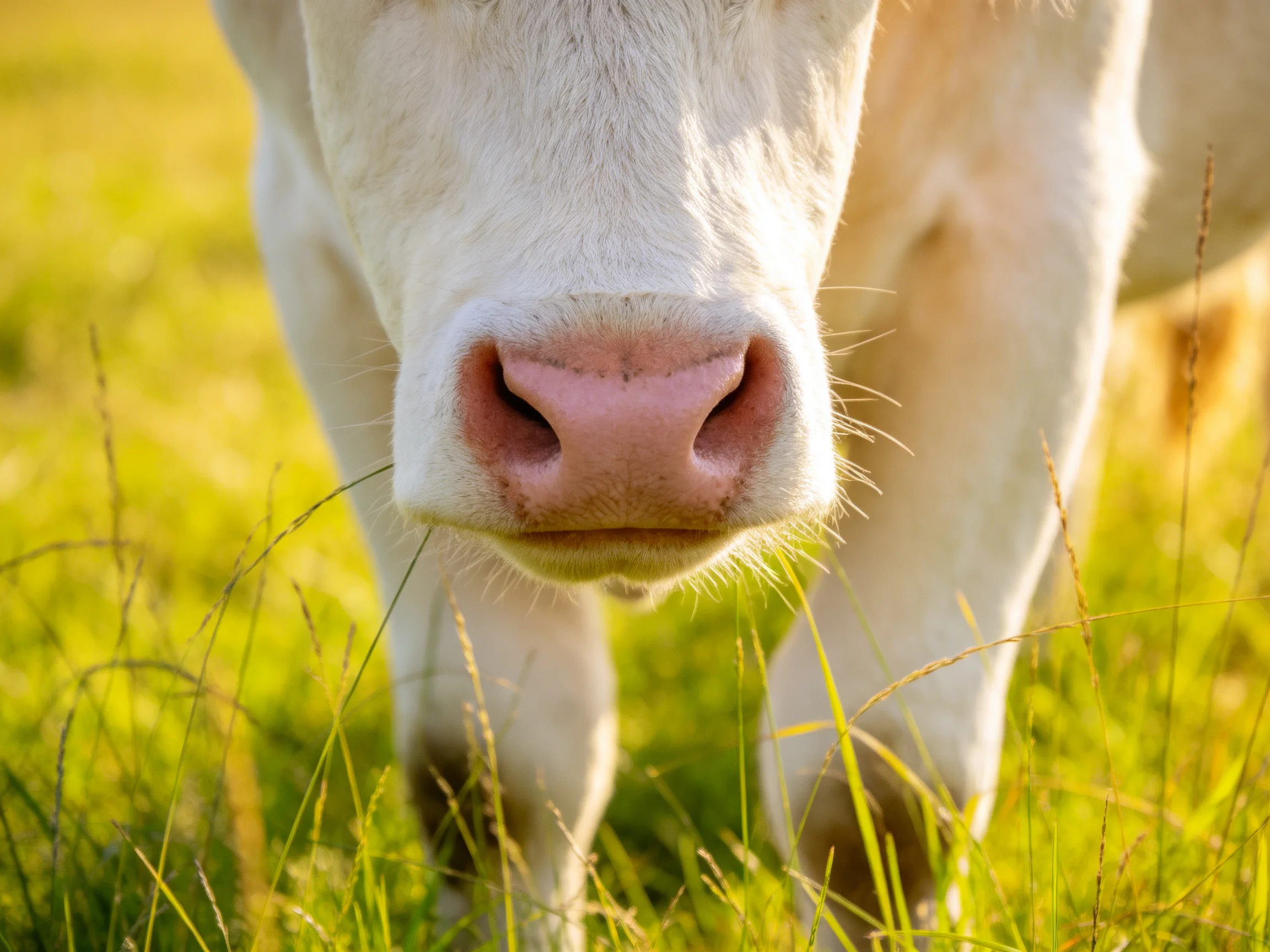 Close - up of a white cow’s pink nose in a sunlit green meadow