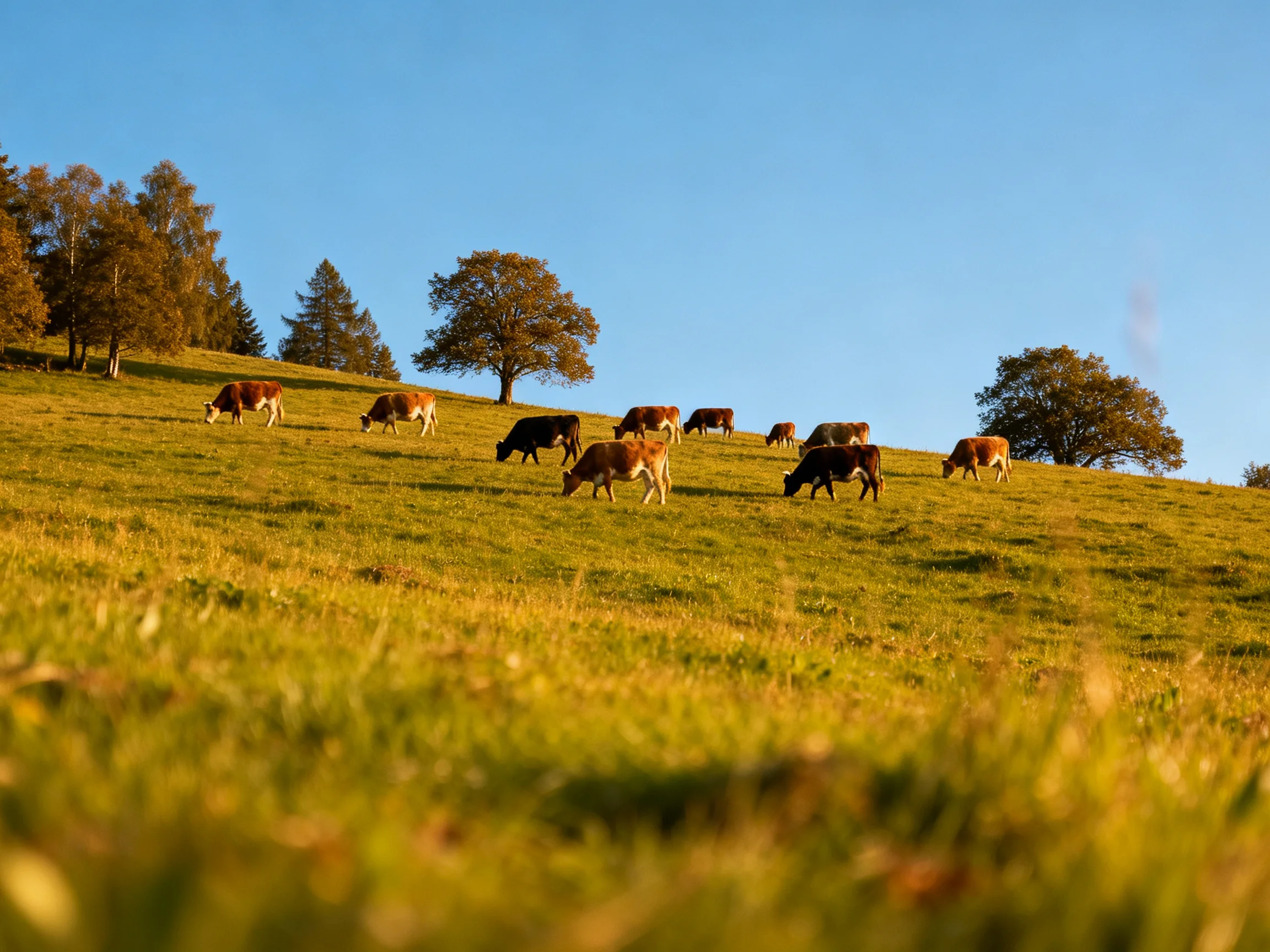 Cows graze on a sunlit green hillside with scattered trees