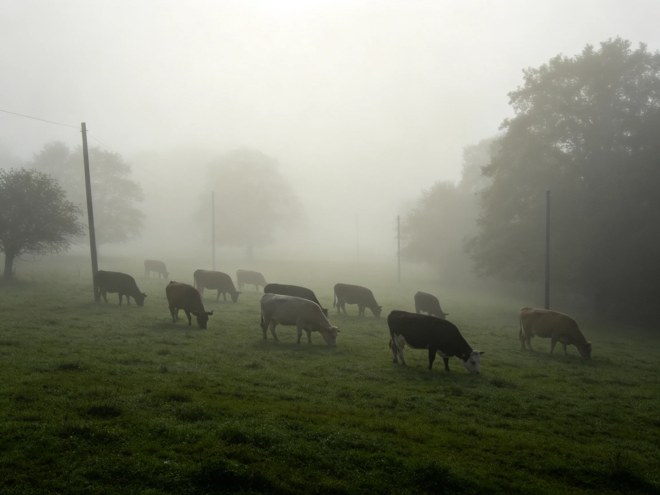 Cows grazing in a foggy green pasture with trees