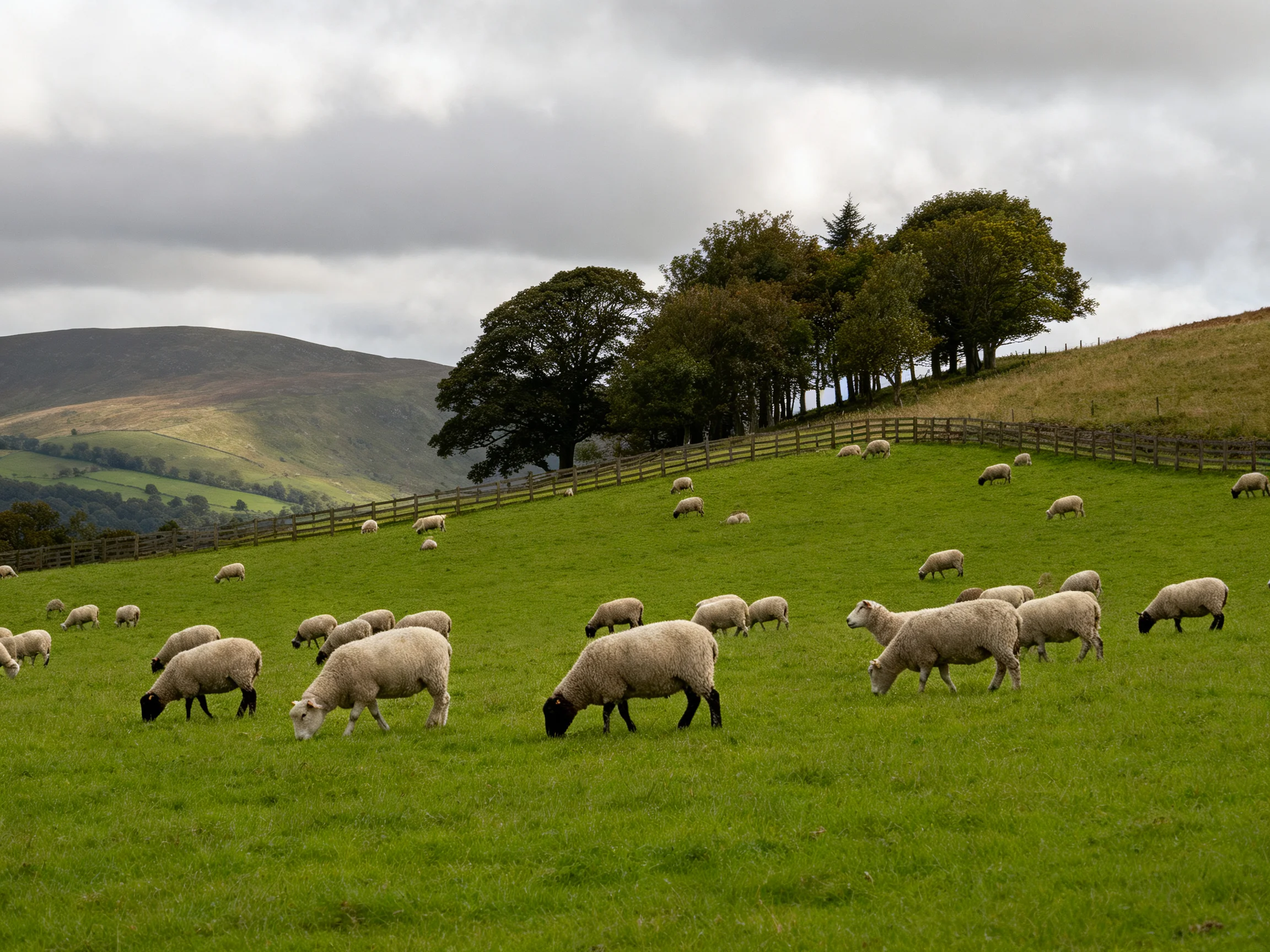 A flock of sheep grazes in a verdant pasture with distant hills