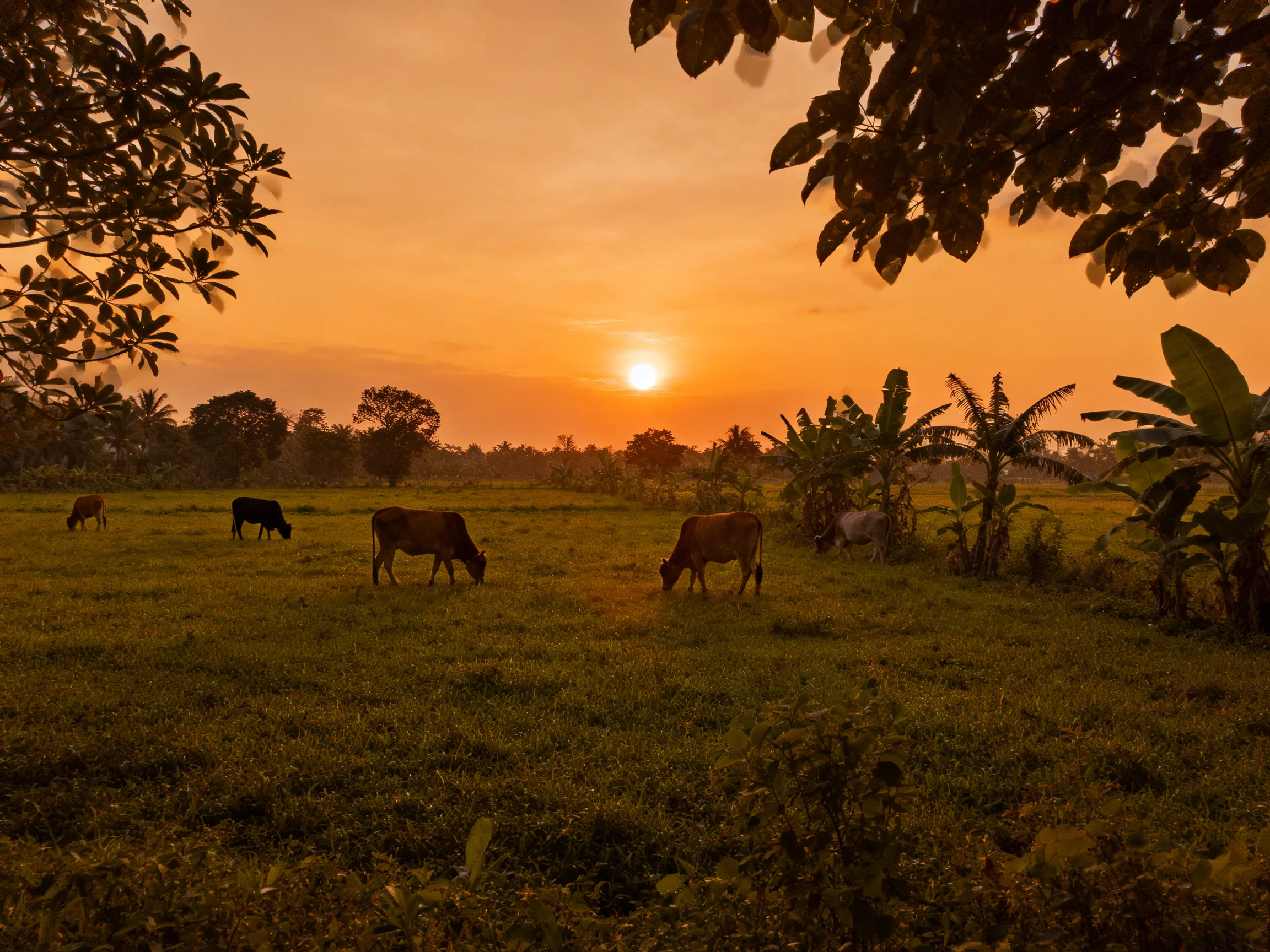 Four cows graze in a golden field during vibrant sunset
