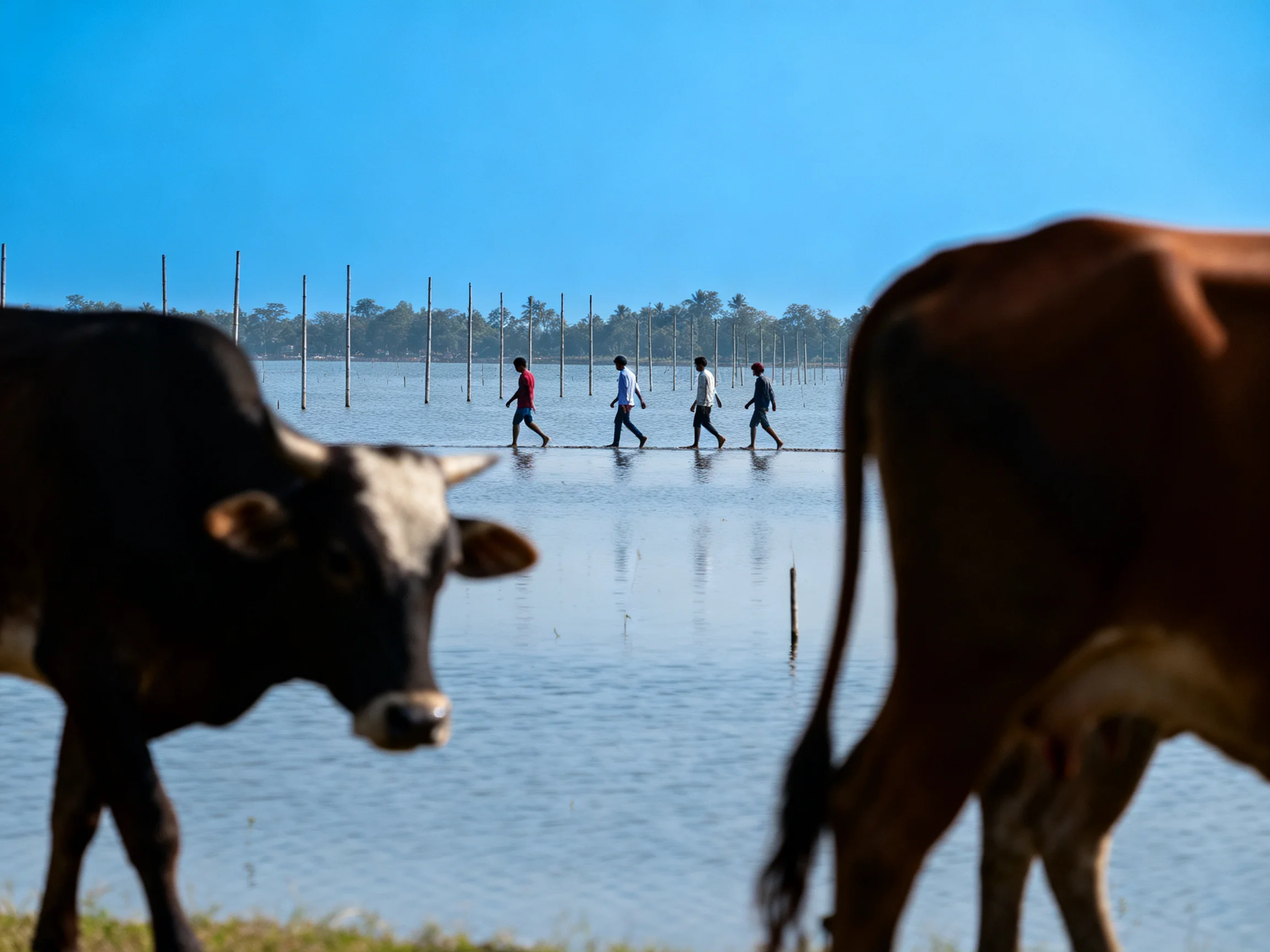 Four people walk across shallow water beside two cows under a clear blue sky