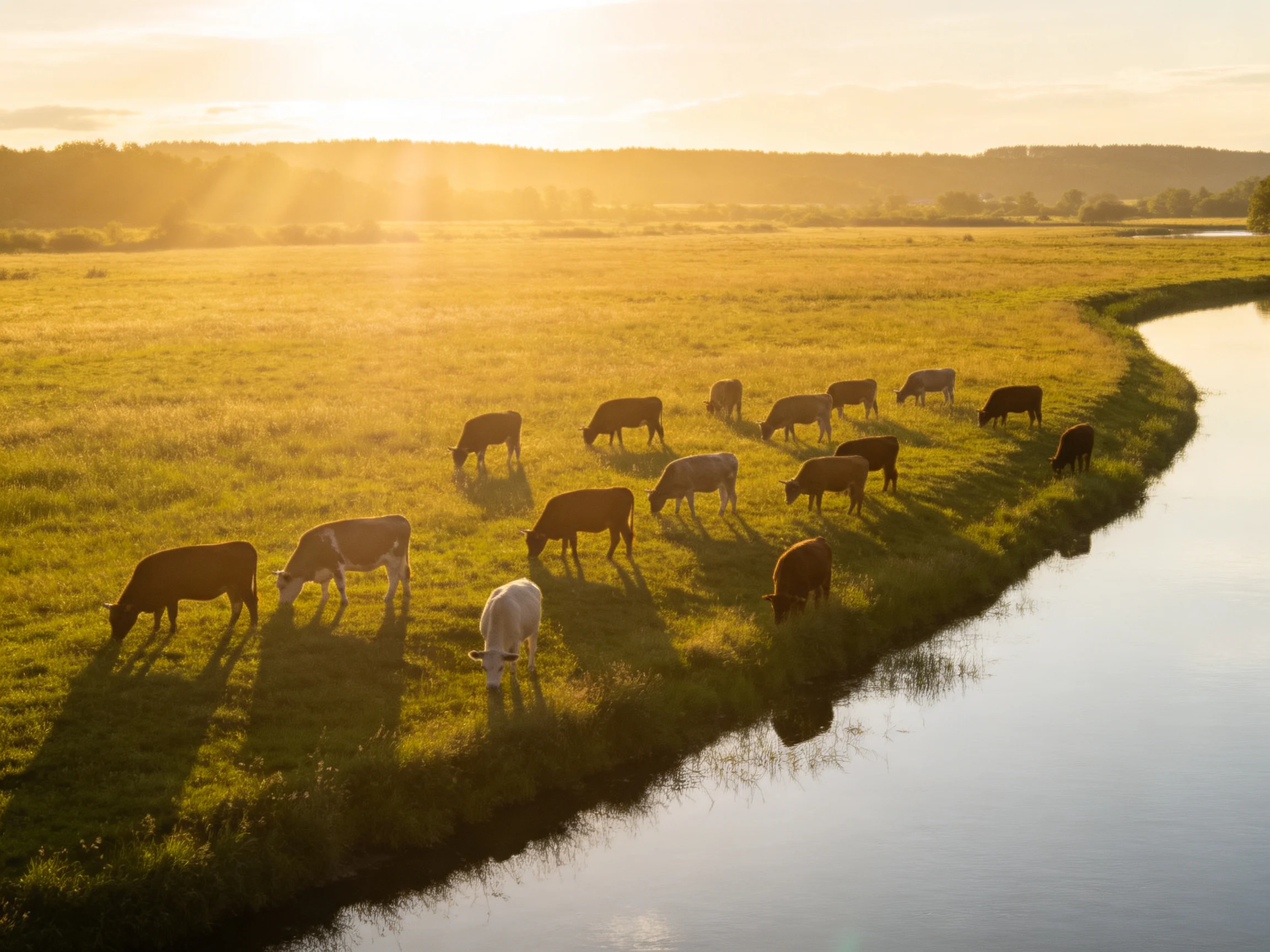 Golden-hour field with numerous cows grazing by a curving stream