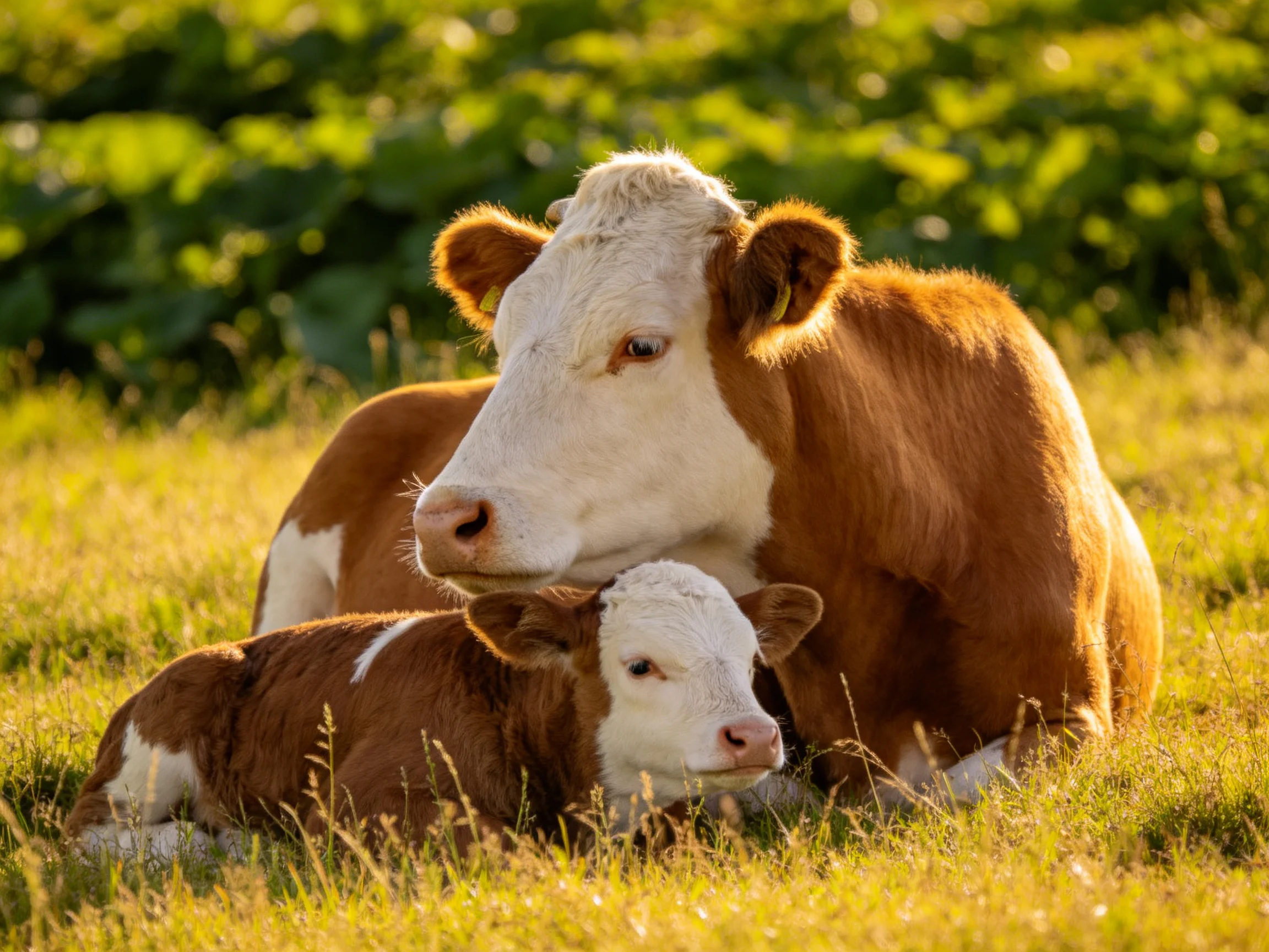 Mother cow and calf resting in a sunlit grassy field