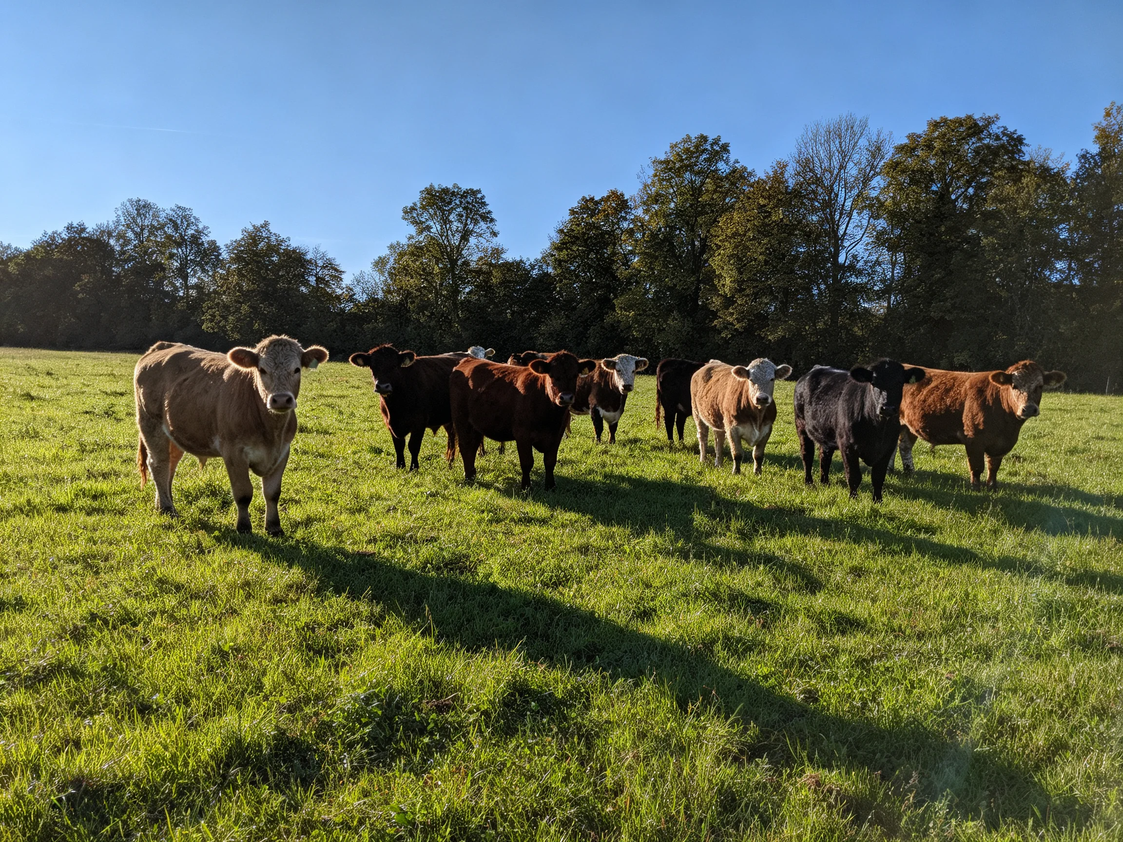 Nine cattle of various hues graze in a sunlit green pasture