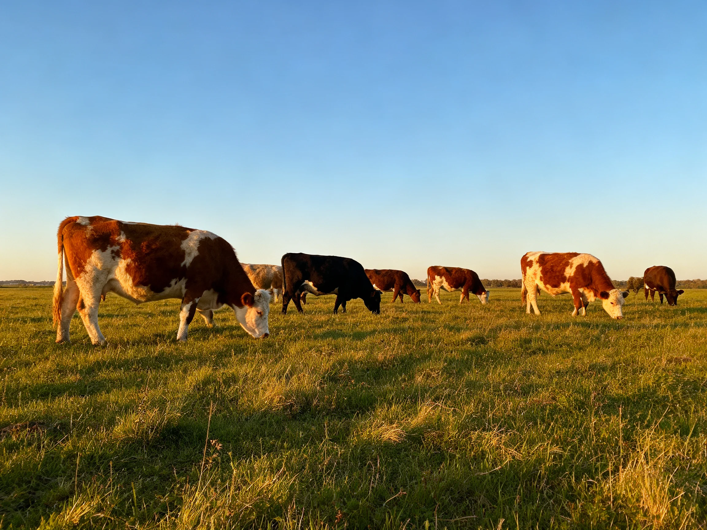 Seven cows graze in a golden-hued meadow under a clear blue sky
