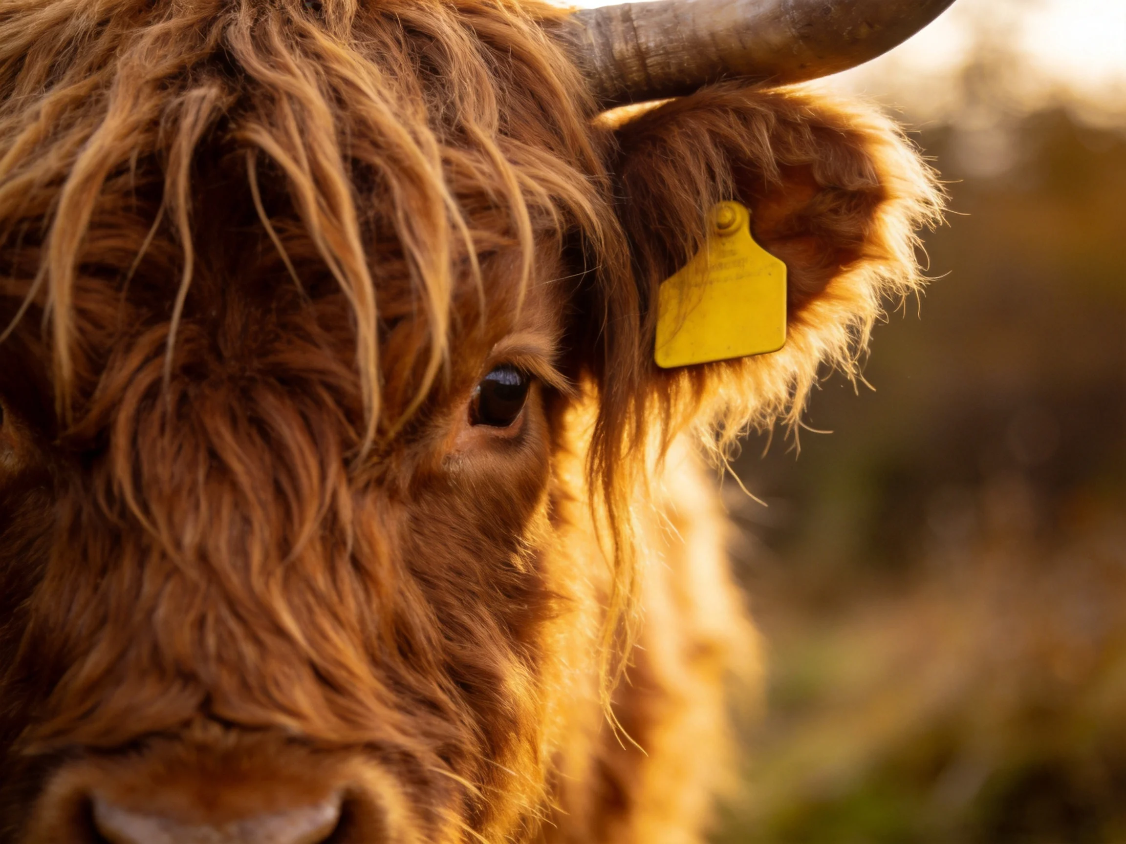Shaggy brown Highland cow with yellow ear tag in natural light