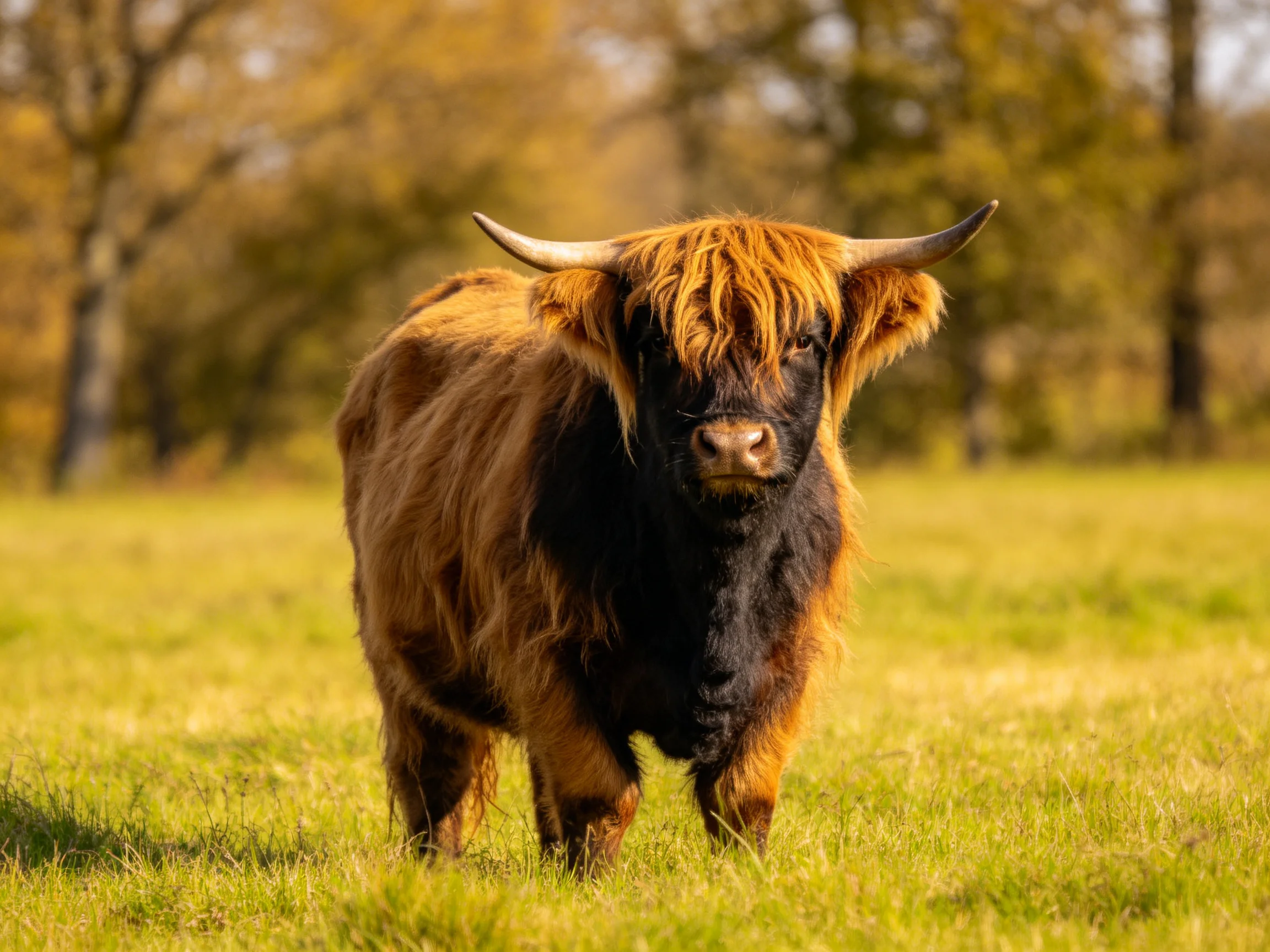 Shaggy brown-black Highland cow in sunlit grassy meadow