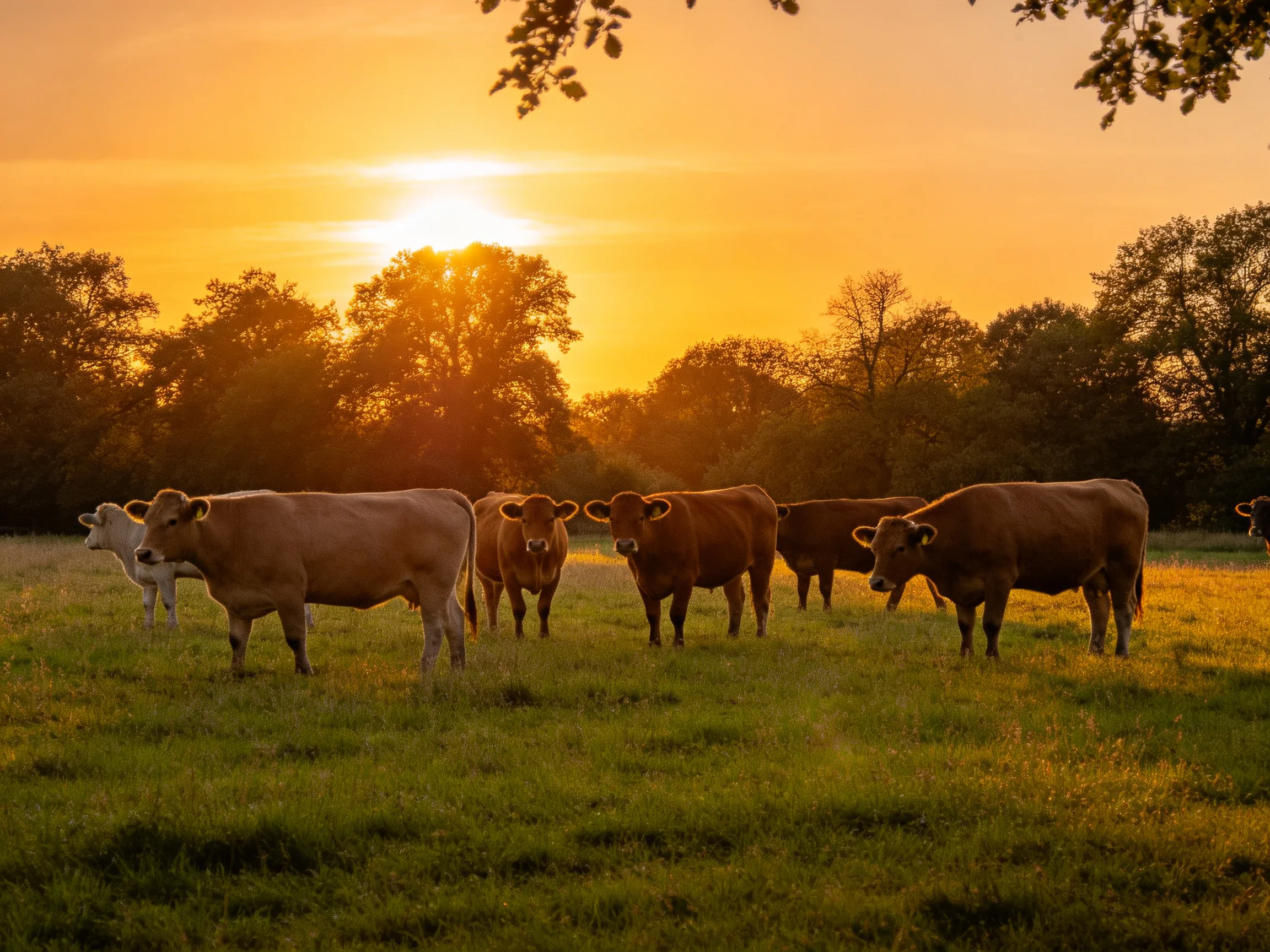 Cows gather in a golden-hued pasture during sunset.