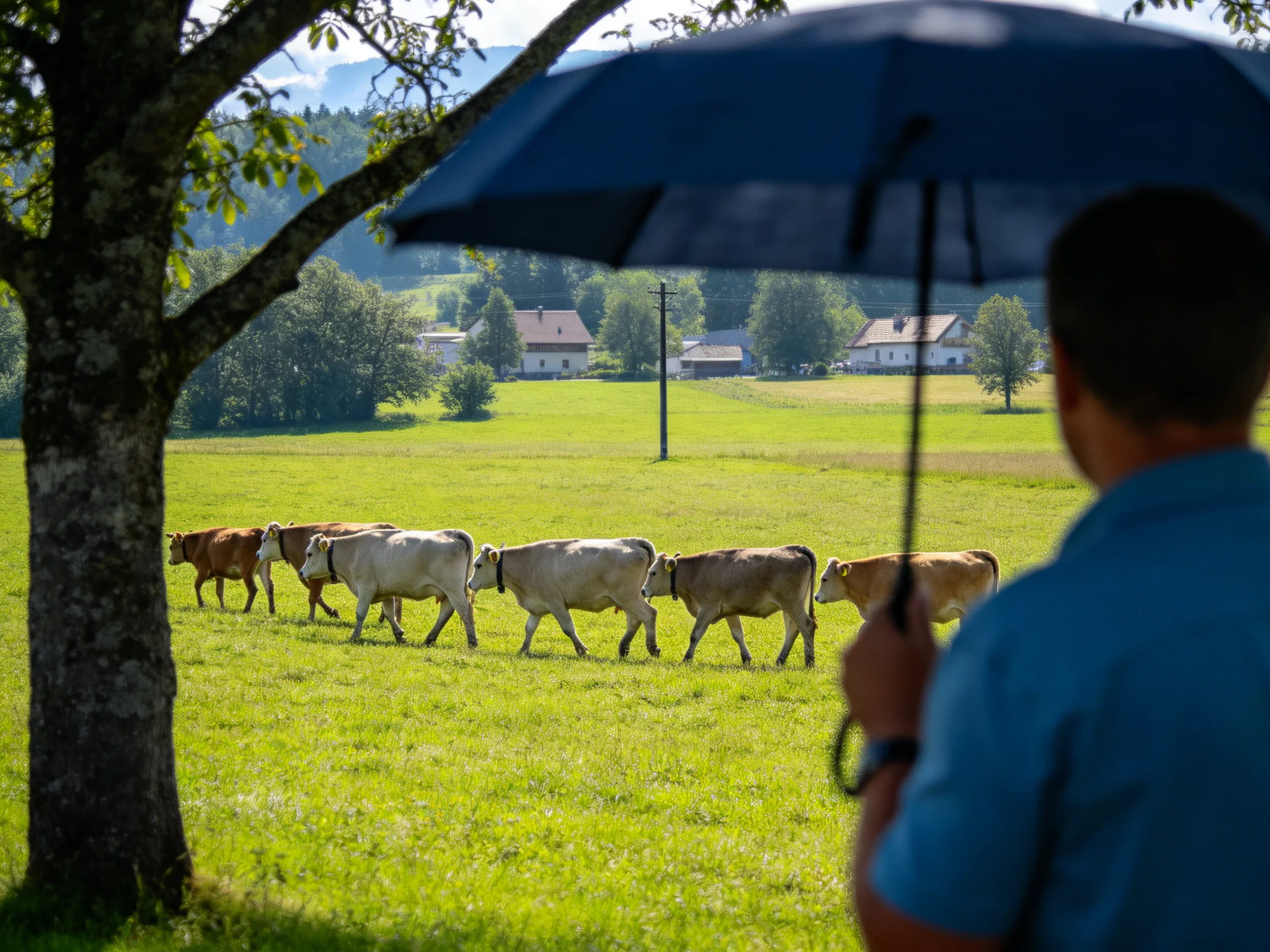 Six cows march through a verdant meadow beside a man with a dark umbrella
