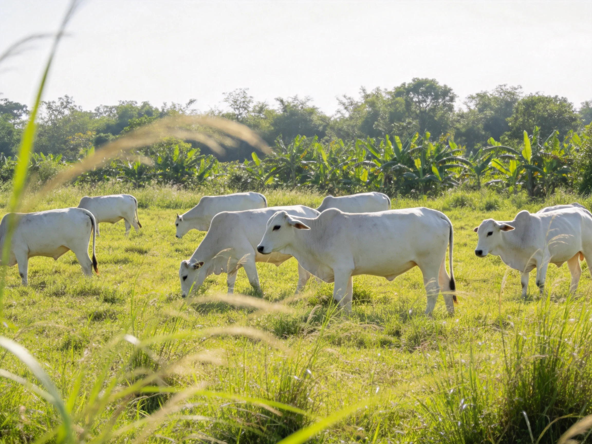 Six white cattle graze in a sunlit green pasture with distant vegetation