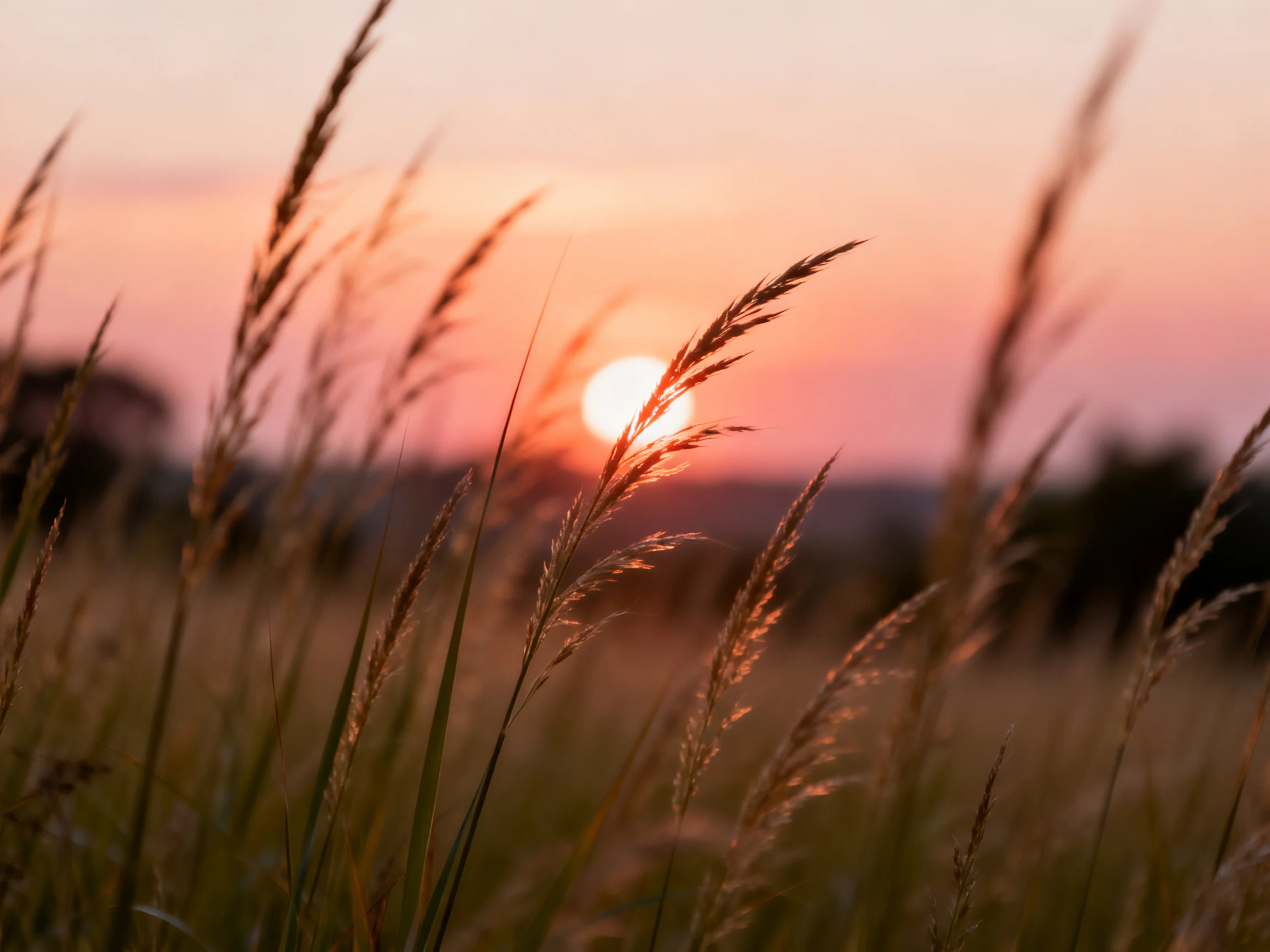 Tall golden grasses frame a glowing orange sunset