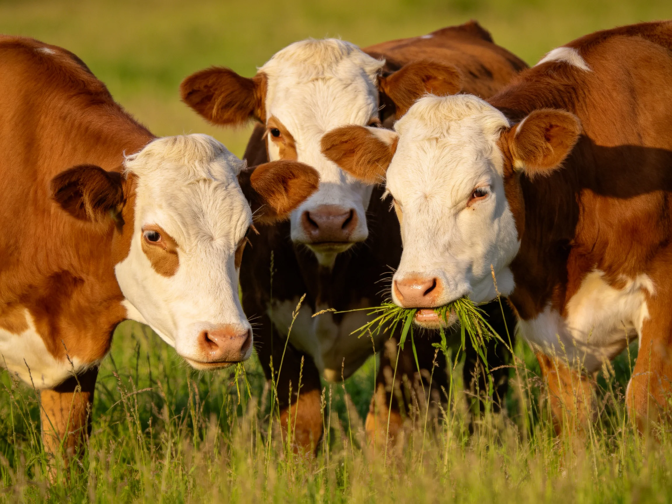 Three brown-and-white calves graze in a sunlit green pasture