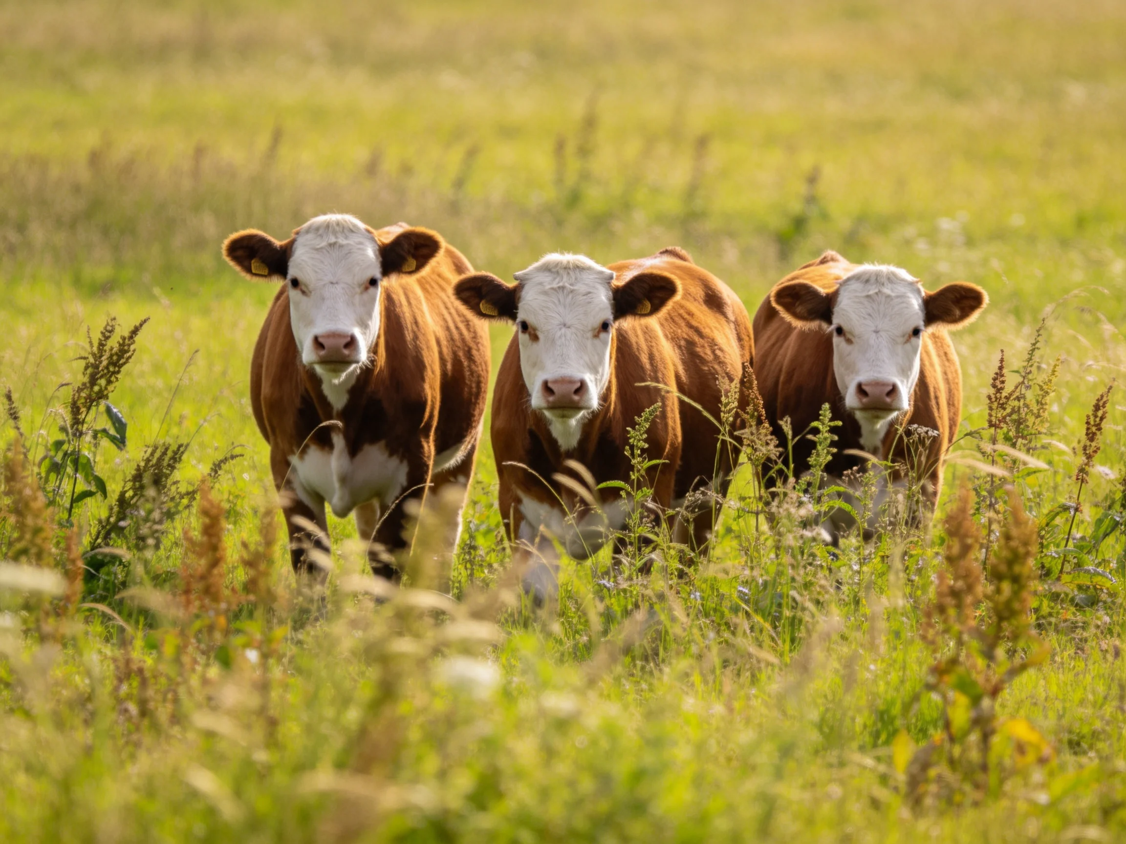 Three brown-and-white calves stand in a sunlit green meadow