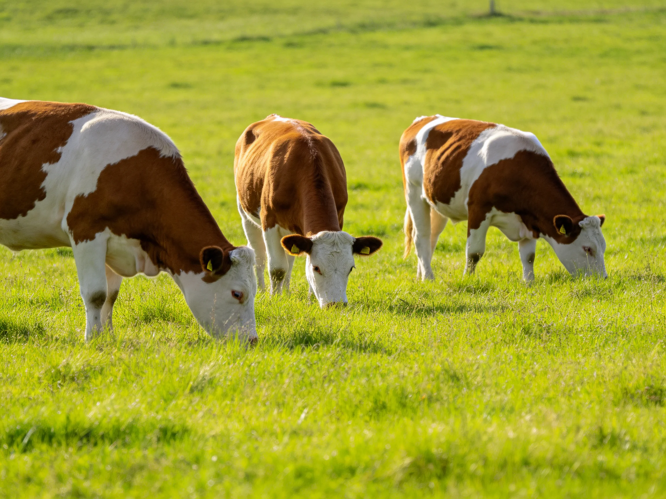 Three brown and white cows graze in a lush green pasture
