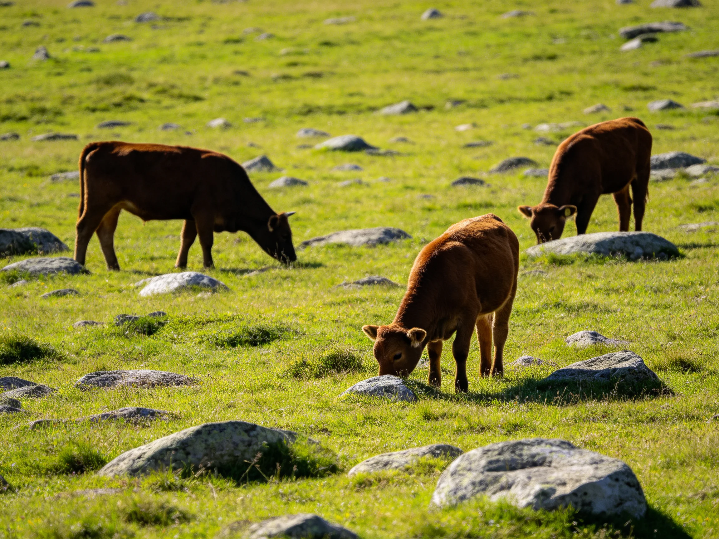 Three brown calves graze in a sunlit, rocky green pasture