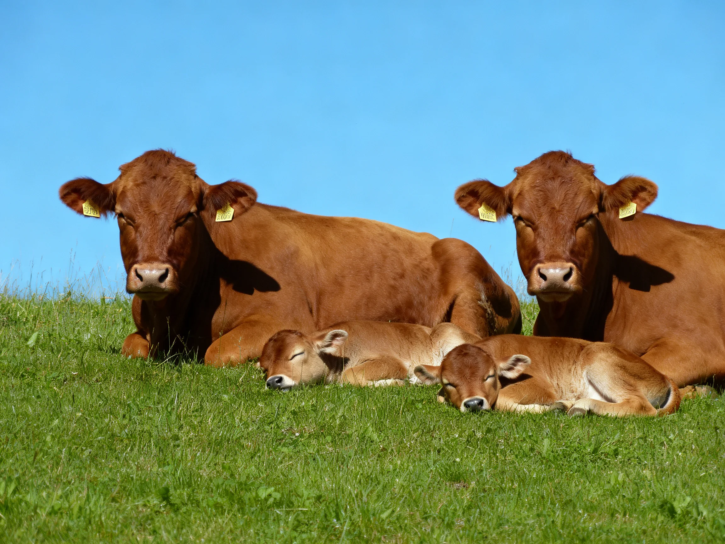 Three brown cows and two calves rest on green grass under a clear blue sky