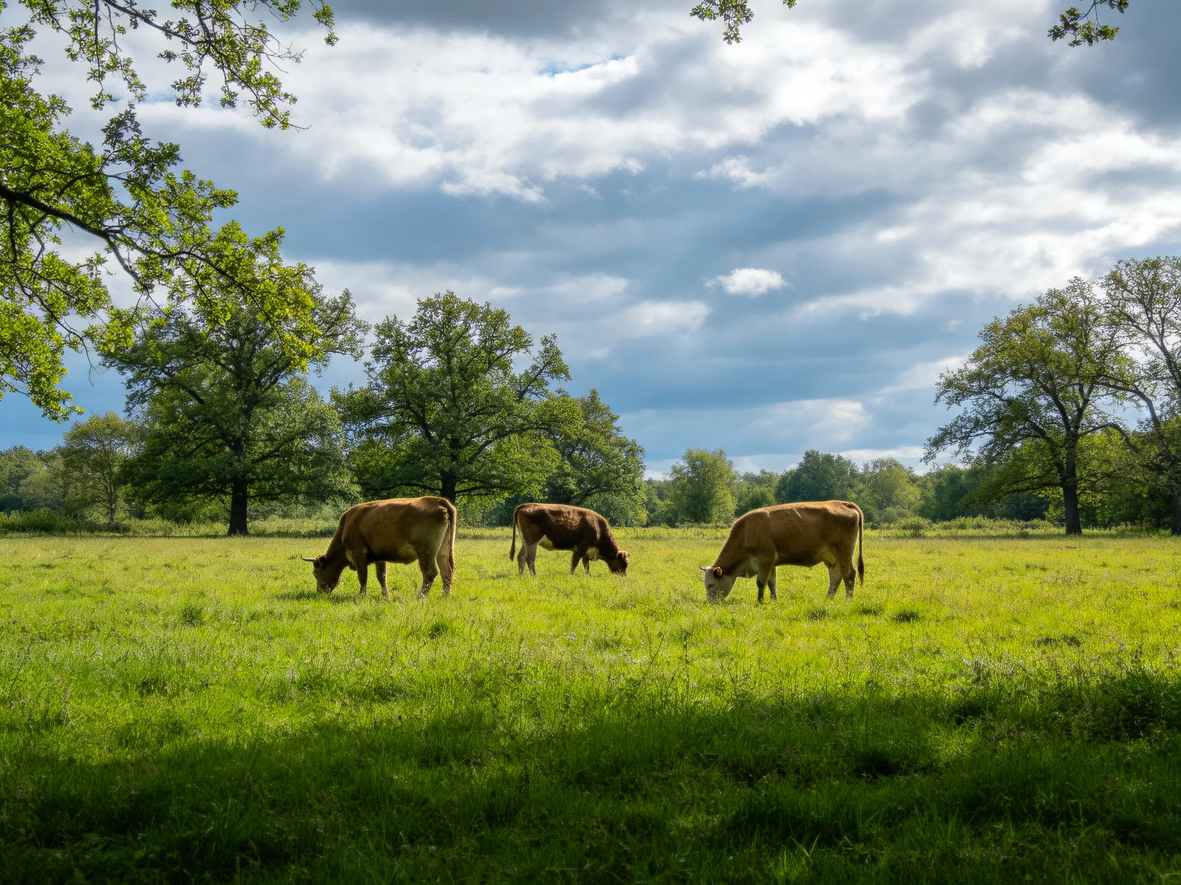Three cows graze in a sunlit green pasture with scattered trees