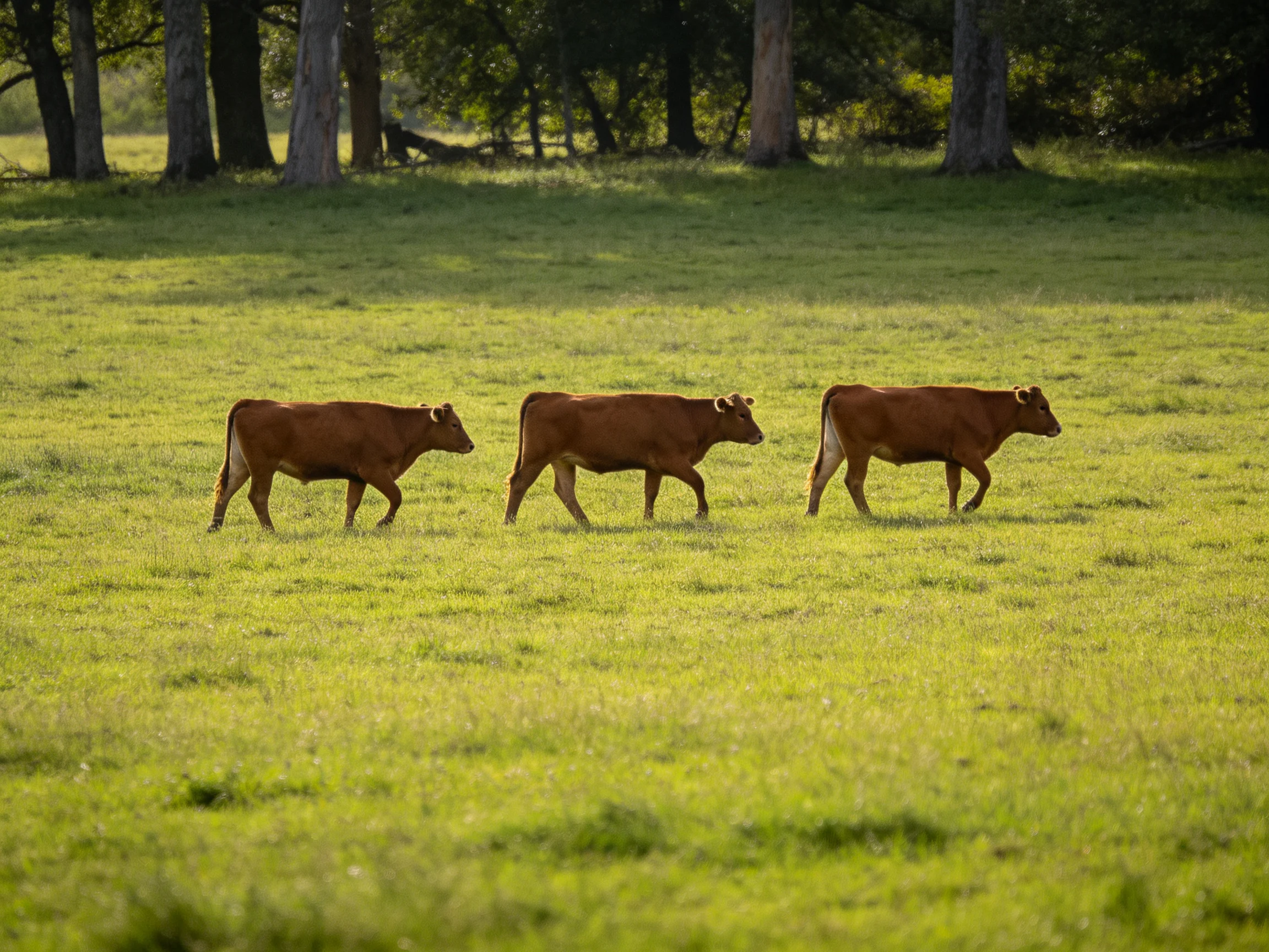 Three brown cows walk through a sunlit green pasture near tall trees