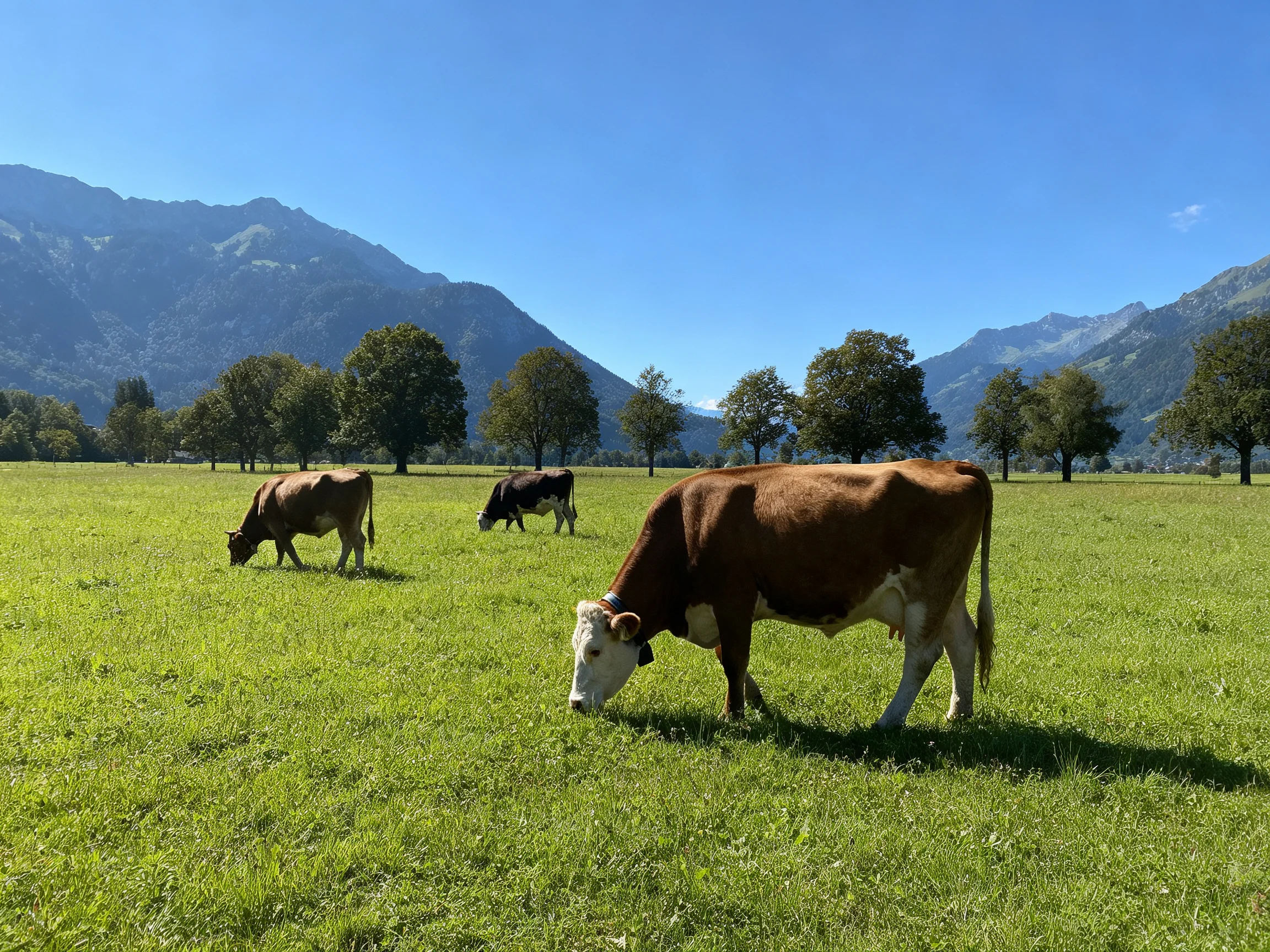 Cows graze in a green meadow with mountains in the distance.