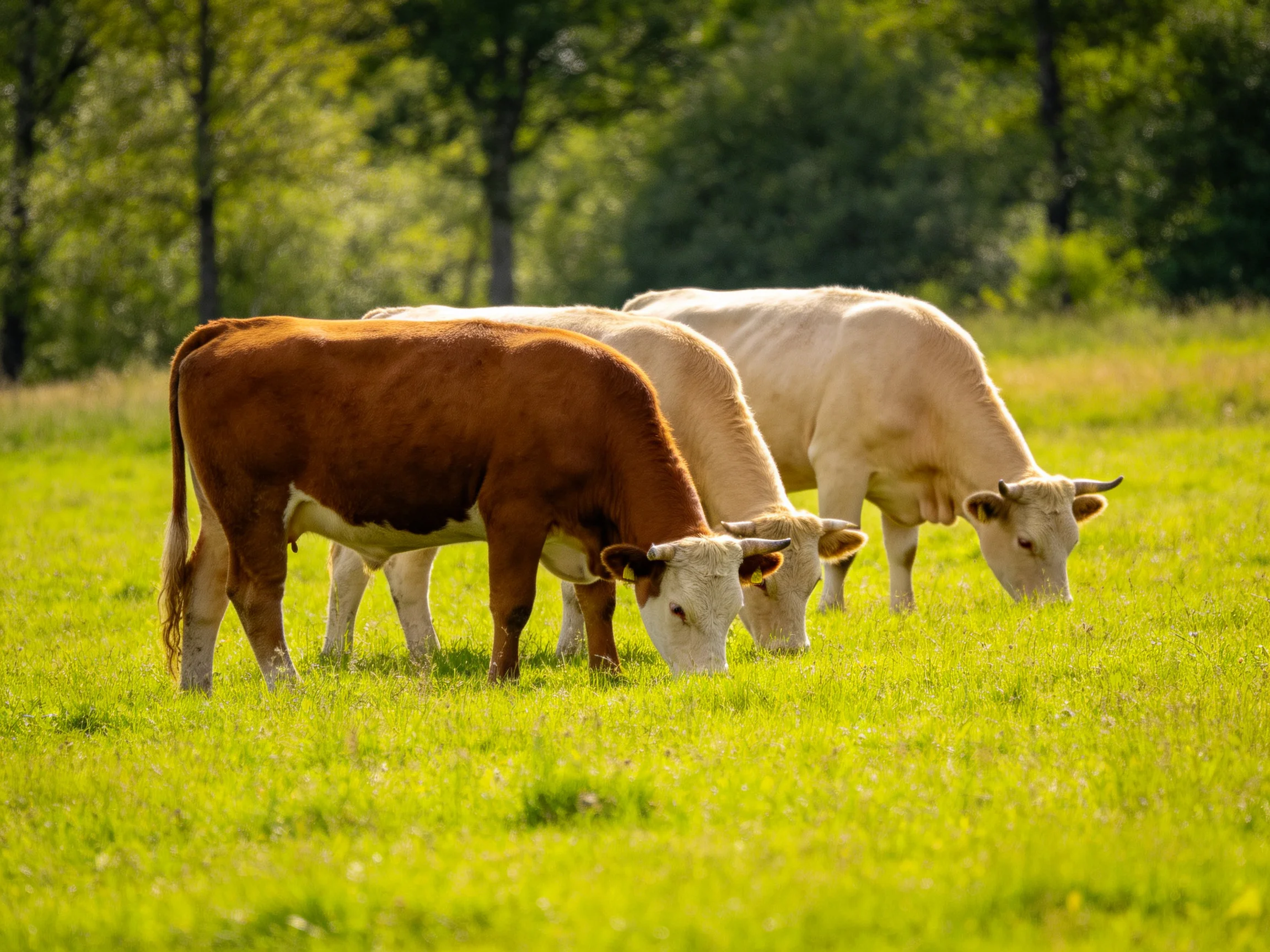 Three cows graze in a sunlit green pasture near trees