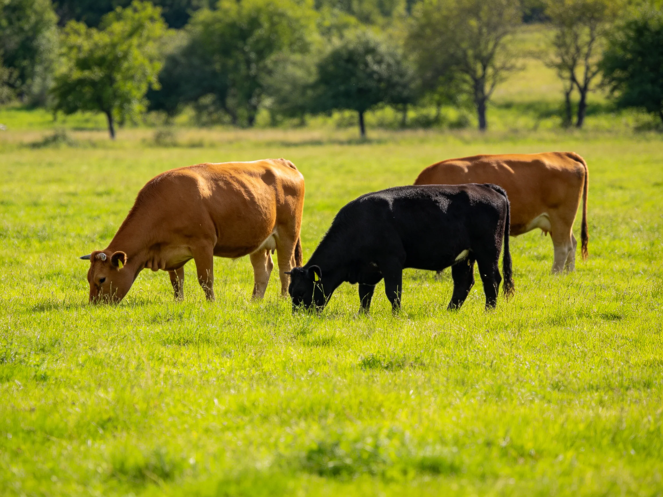 Three cows graze in a sunlit green pasture.