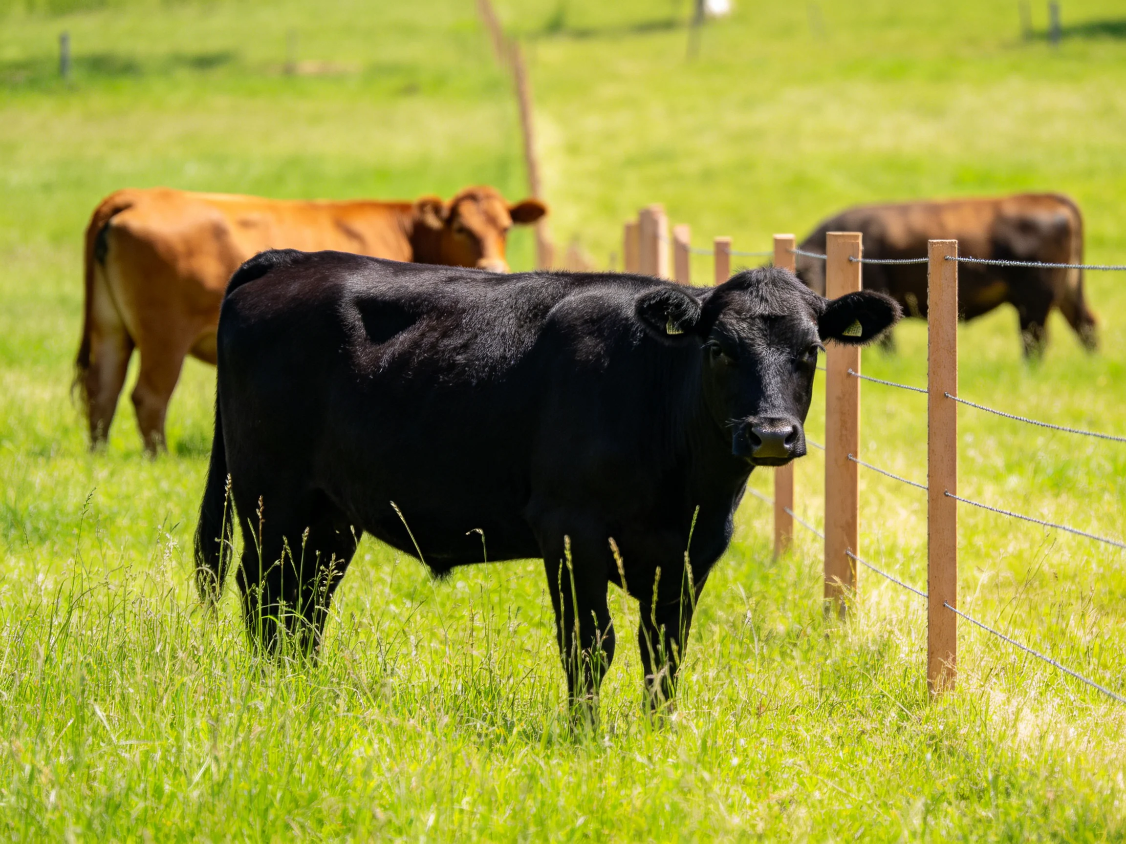 Three cows—one black, two brown—graze by a wooden fence in a lush green